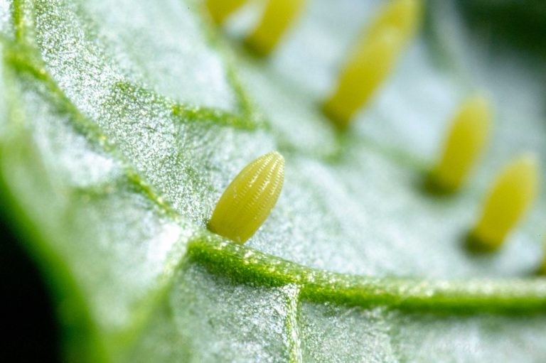 モンシロチョウの卵 昆虫写真図鑑 ムシミル モンシロチョウの卵 昆虫写真図鑑 ムシミル