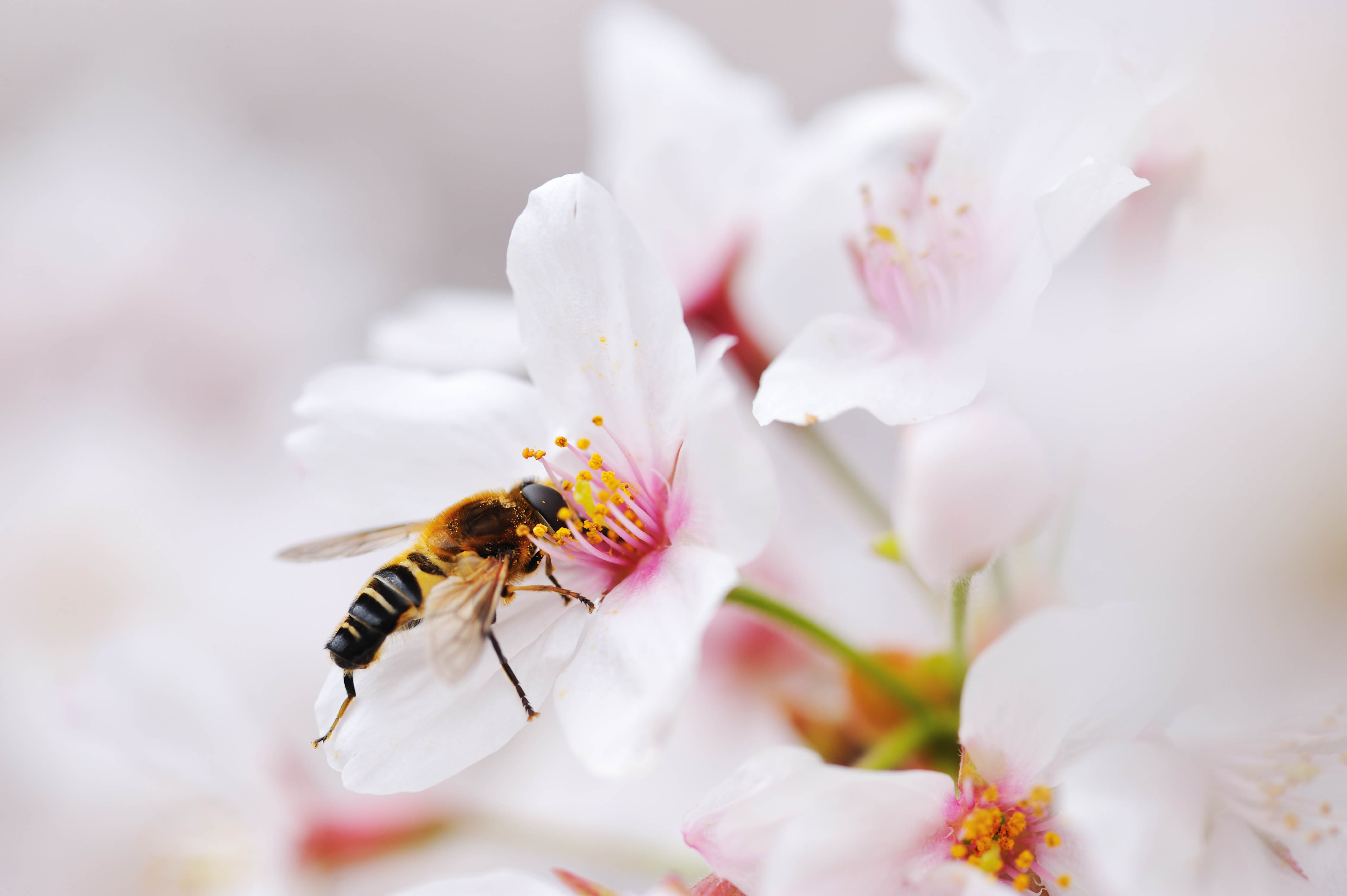 桜アシブトハナアブ