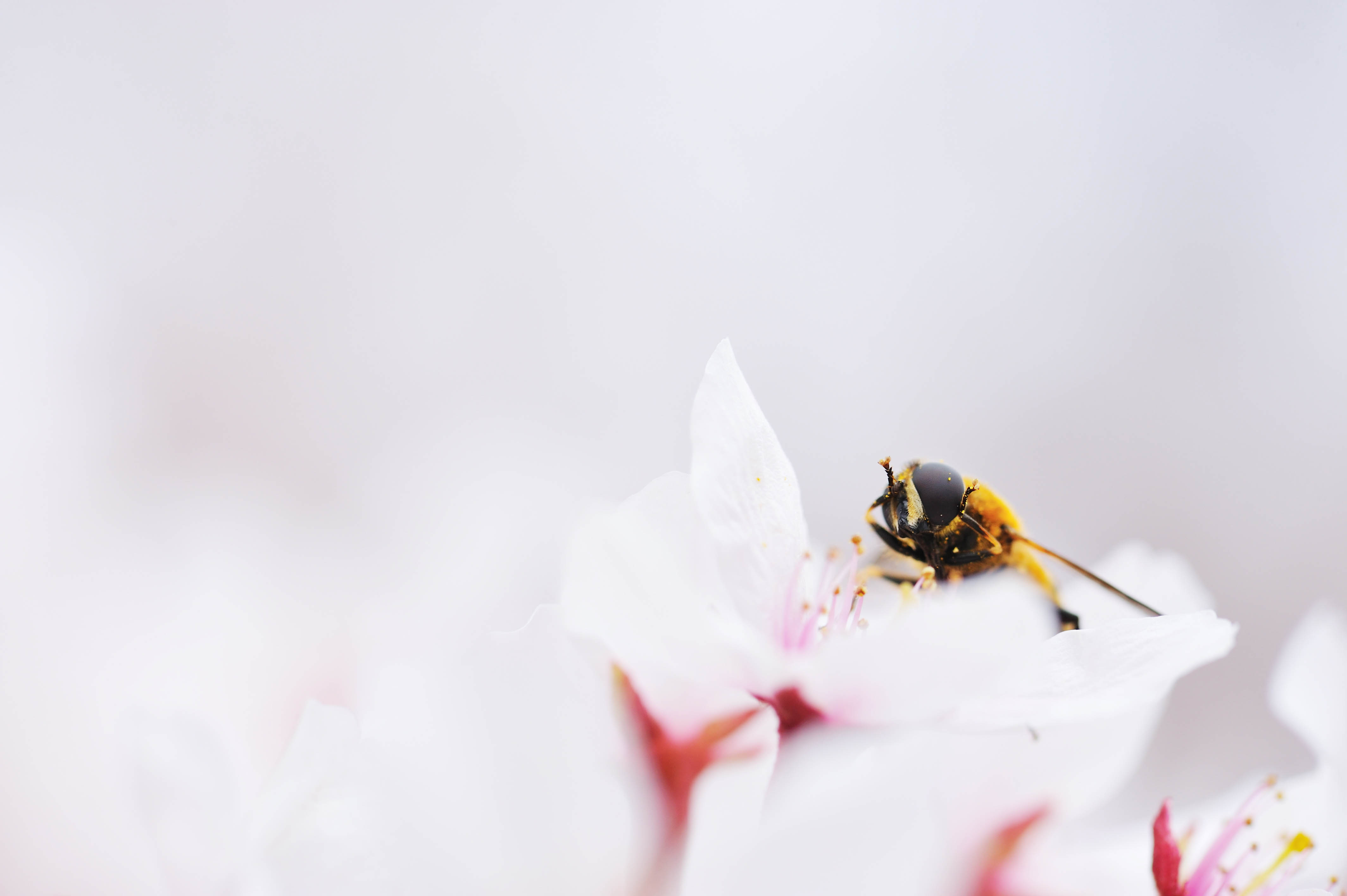 桜アシブトハナアブ