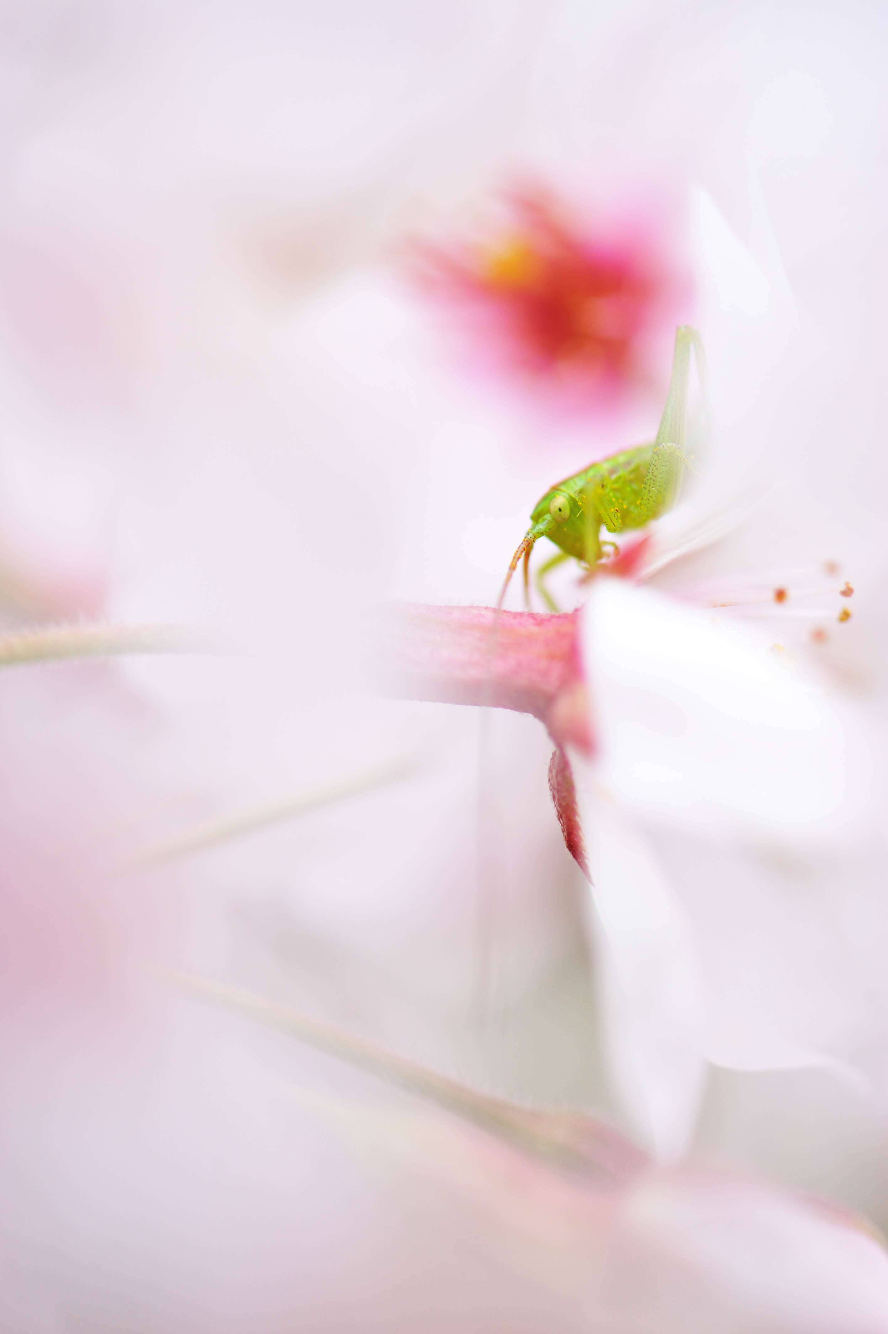 桜ヤブキリの一種