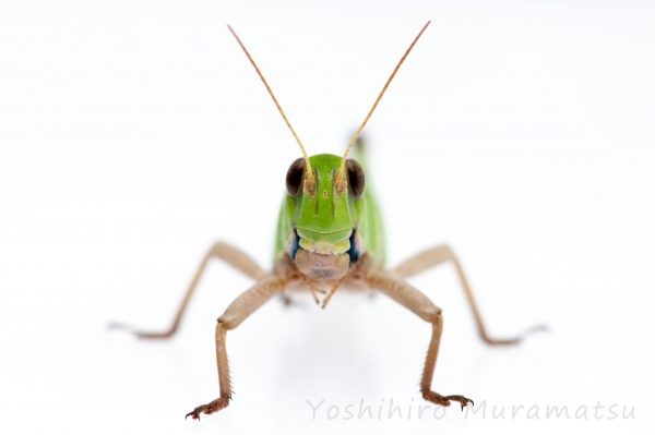 トノサマバッタの特徴や由来!災害の話も | 虫の写真と生態なら昆虫写真図鑑「ムシミル」