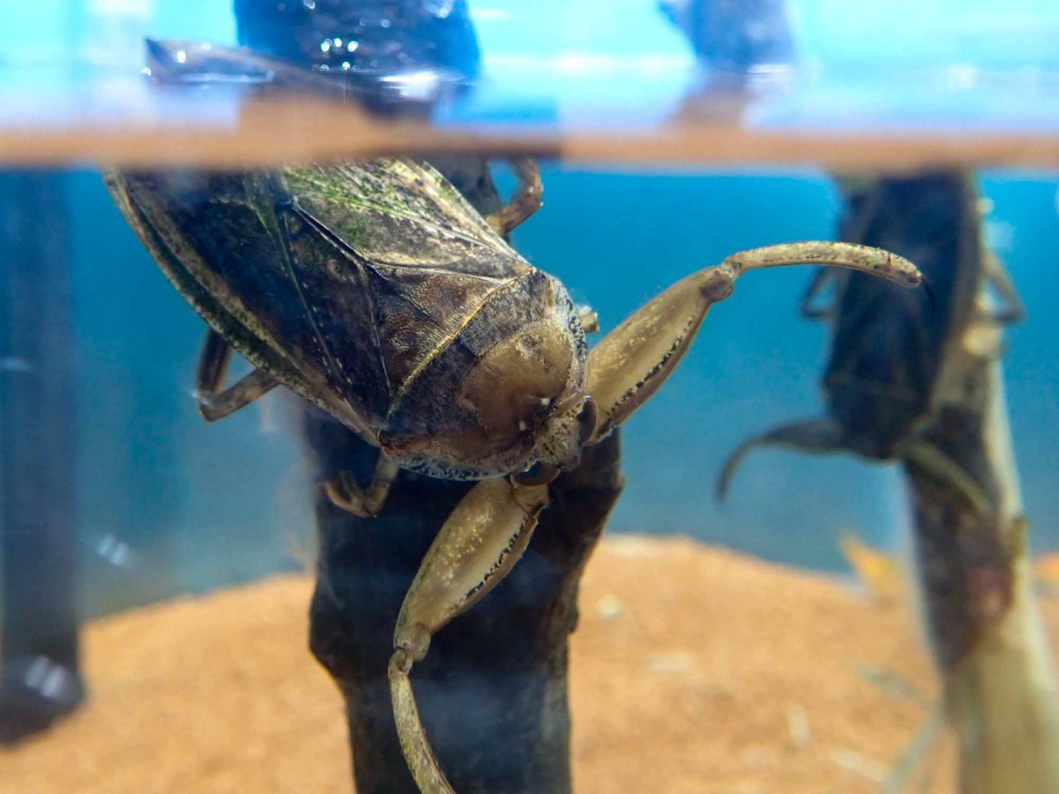 タガメの特徴から保護の必要性まで-絶滅危惧種- | 虫の写真と生態なら昆虫写真図鑑「ムシミル」