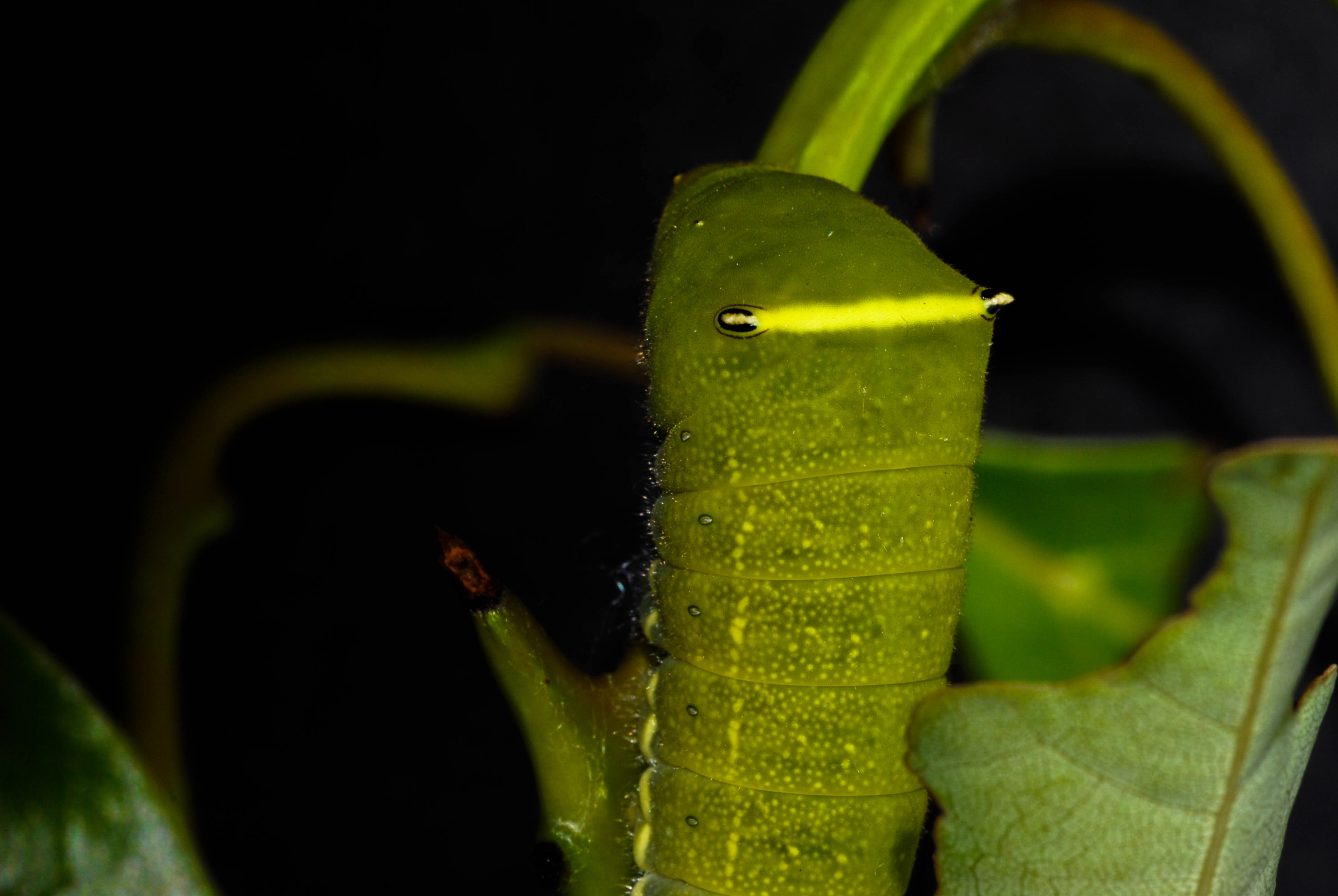 アオスジアゲハ5齢幼虫