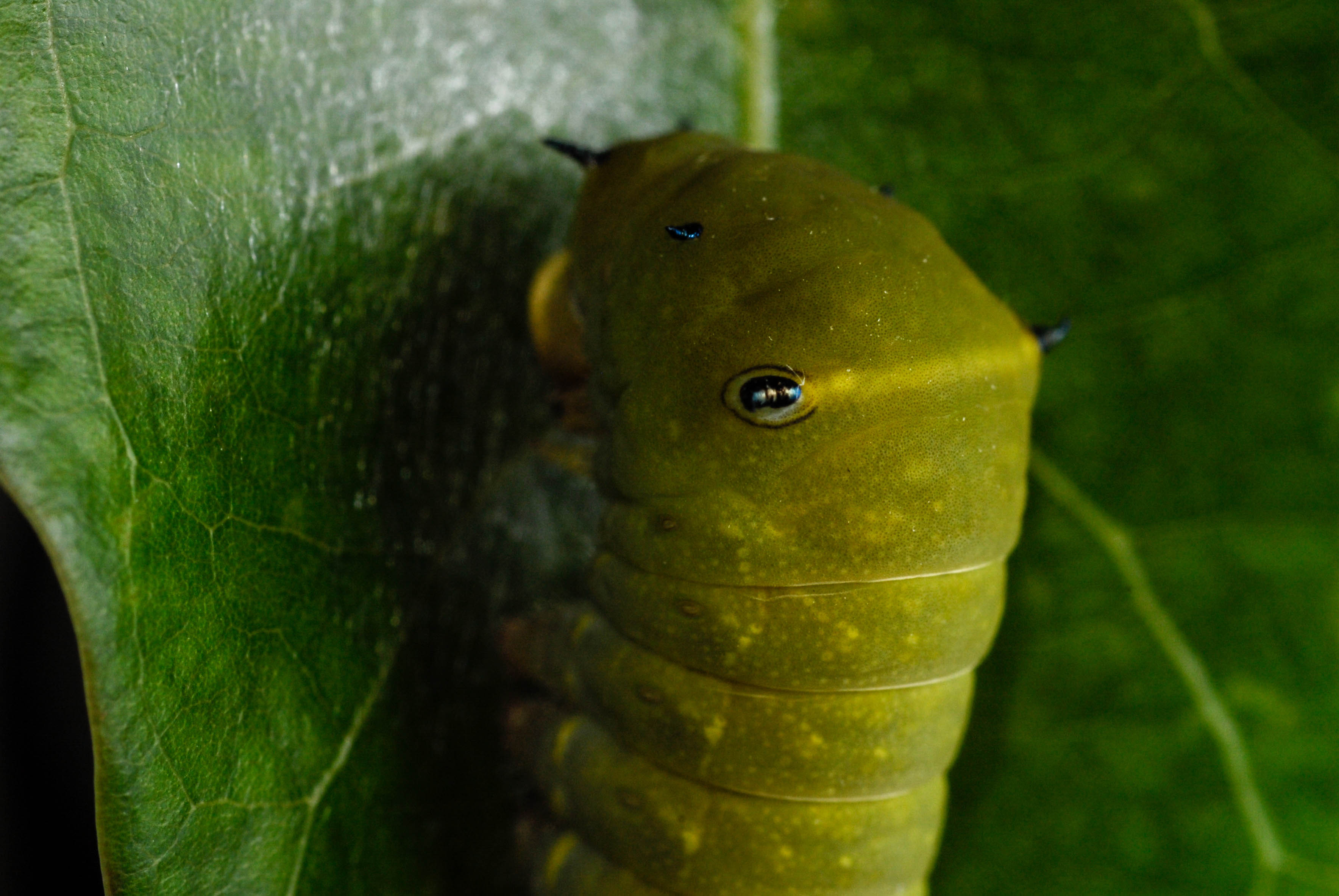 アオスジアゲハ4齢幼虫