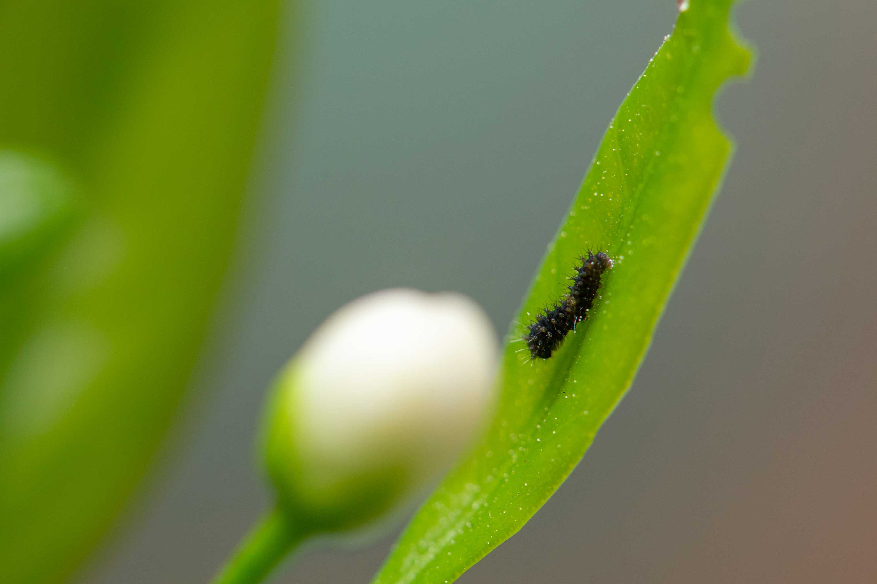 アゲハチョウの1齢幼虫