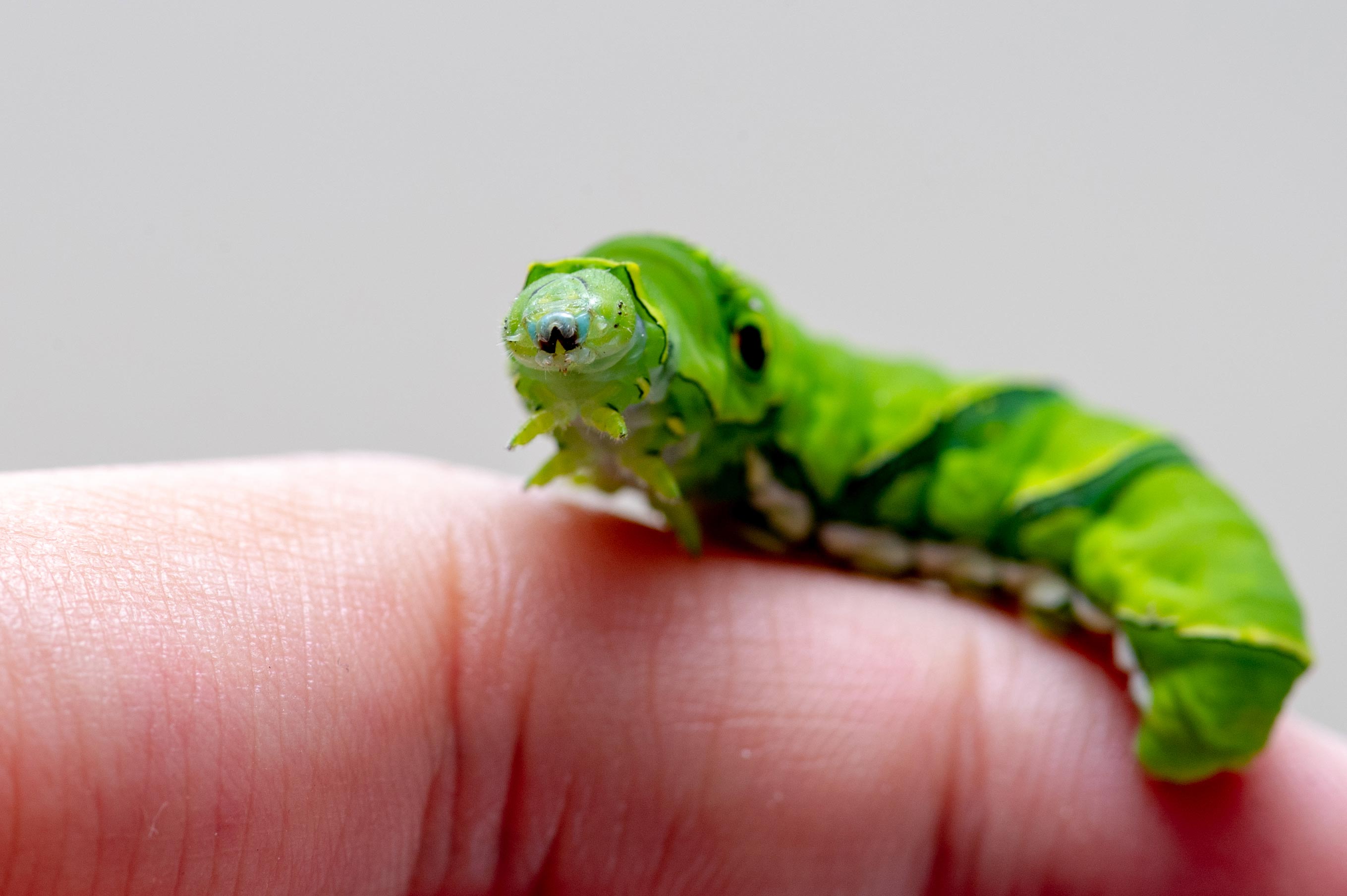 アゲハチョウの幼虫