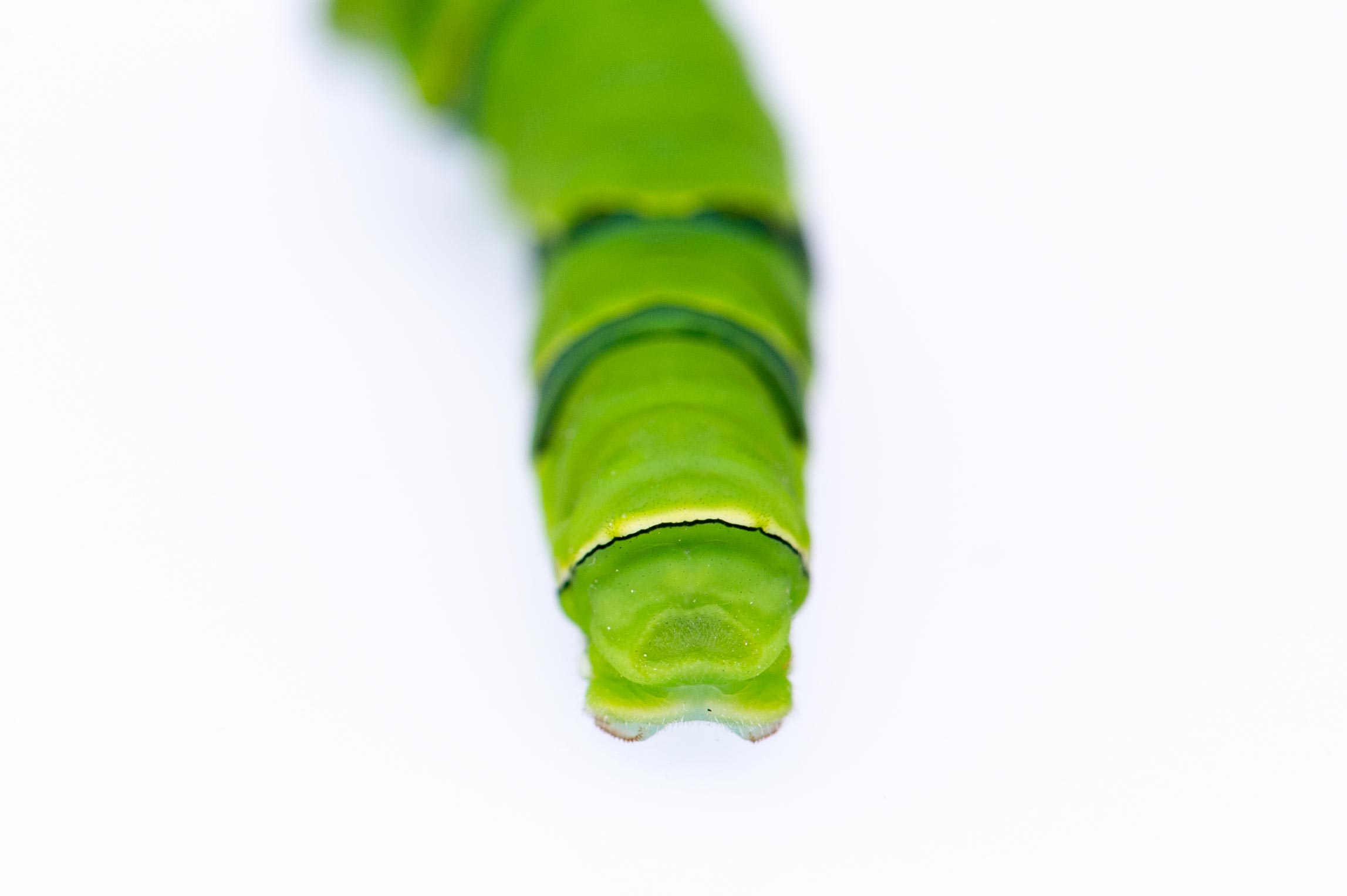 アゲハチョウの幼虫