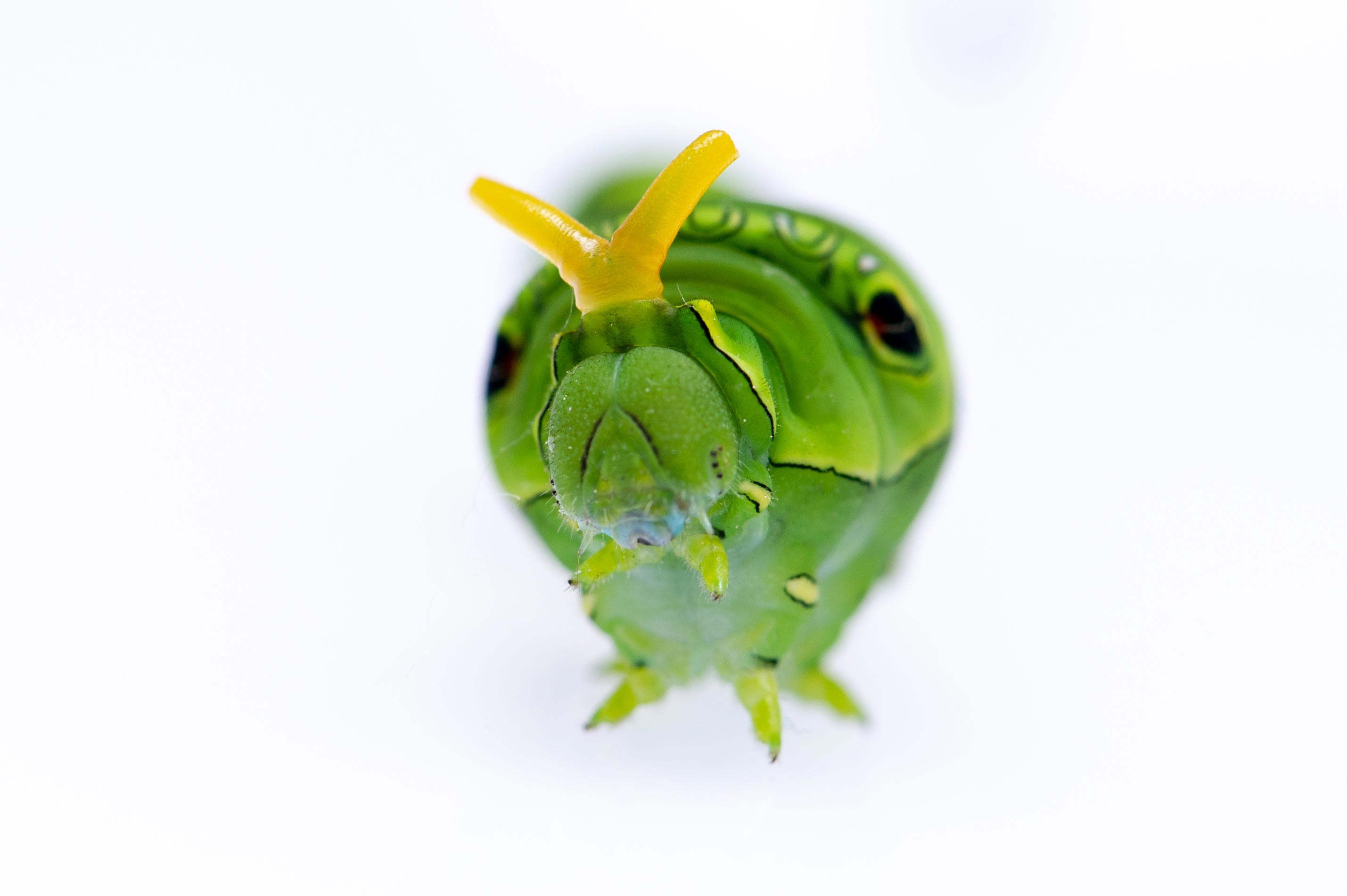 アゲハチョウの幼虫