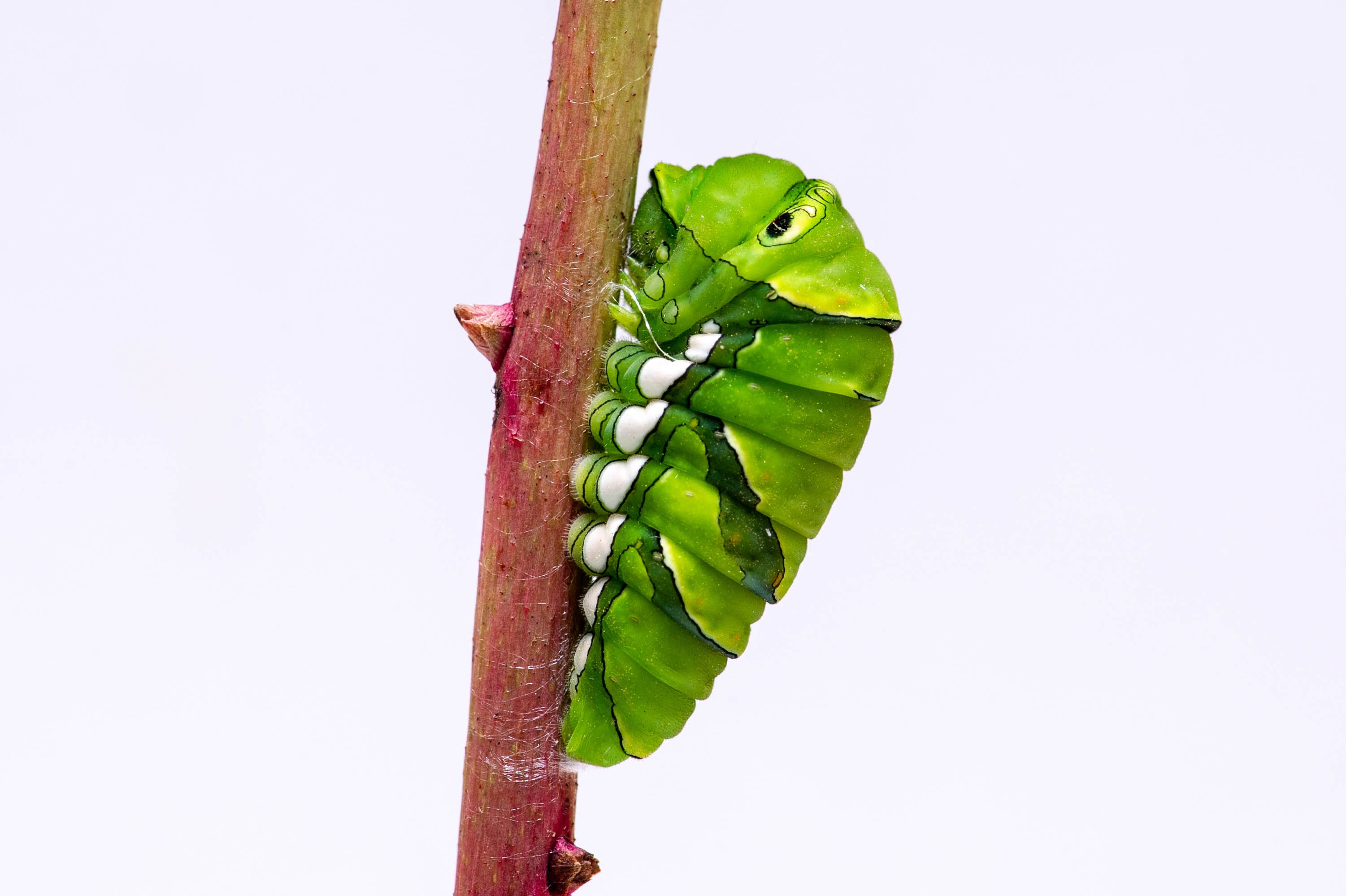 アゲハチョウの前蛹 昆虫写真図鑑 ムシミル