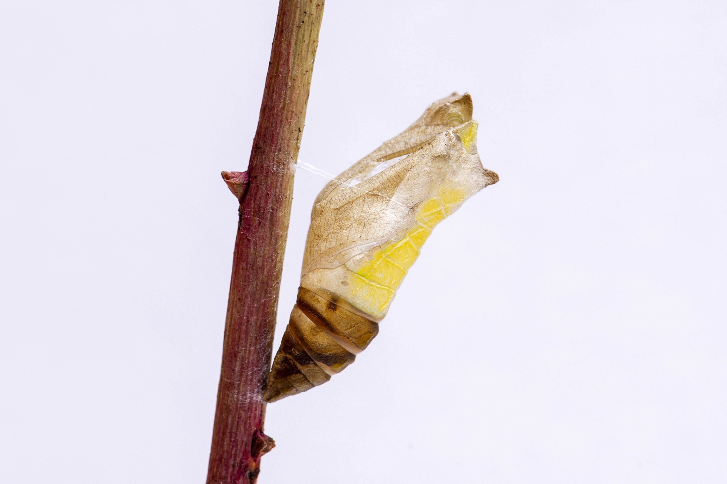 アゲハチョウのサナギの抜け殻 昆虫写真図鑑 ムシミル