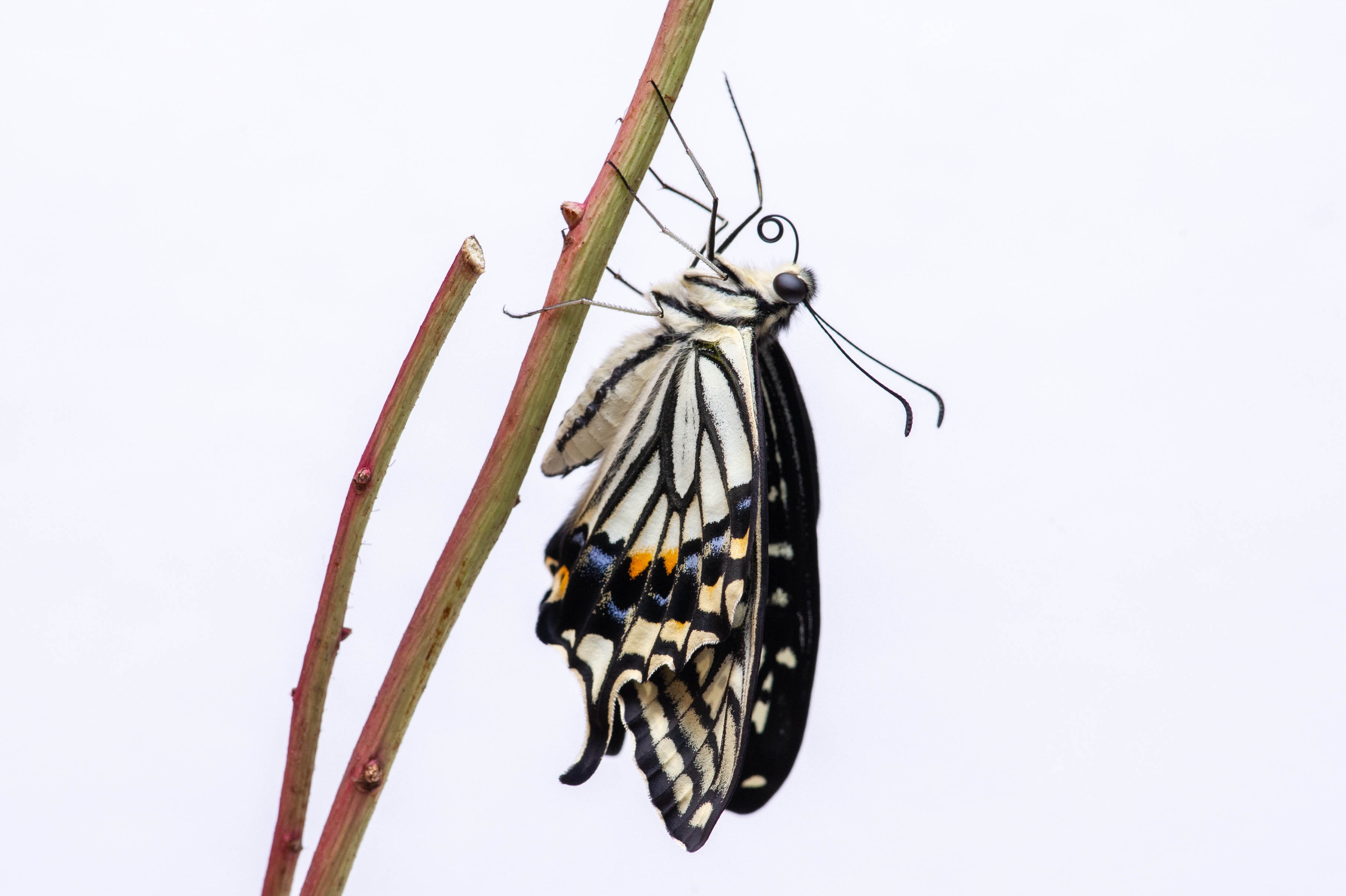 アゲハチョウの羽化 昆虫写真図鑑 ムシミル