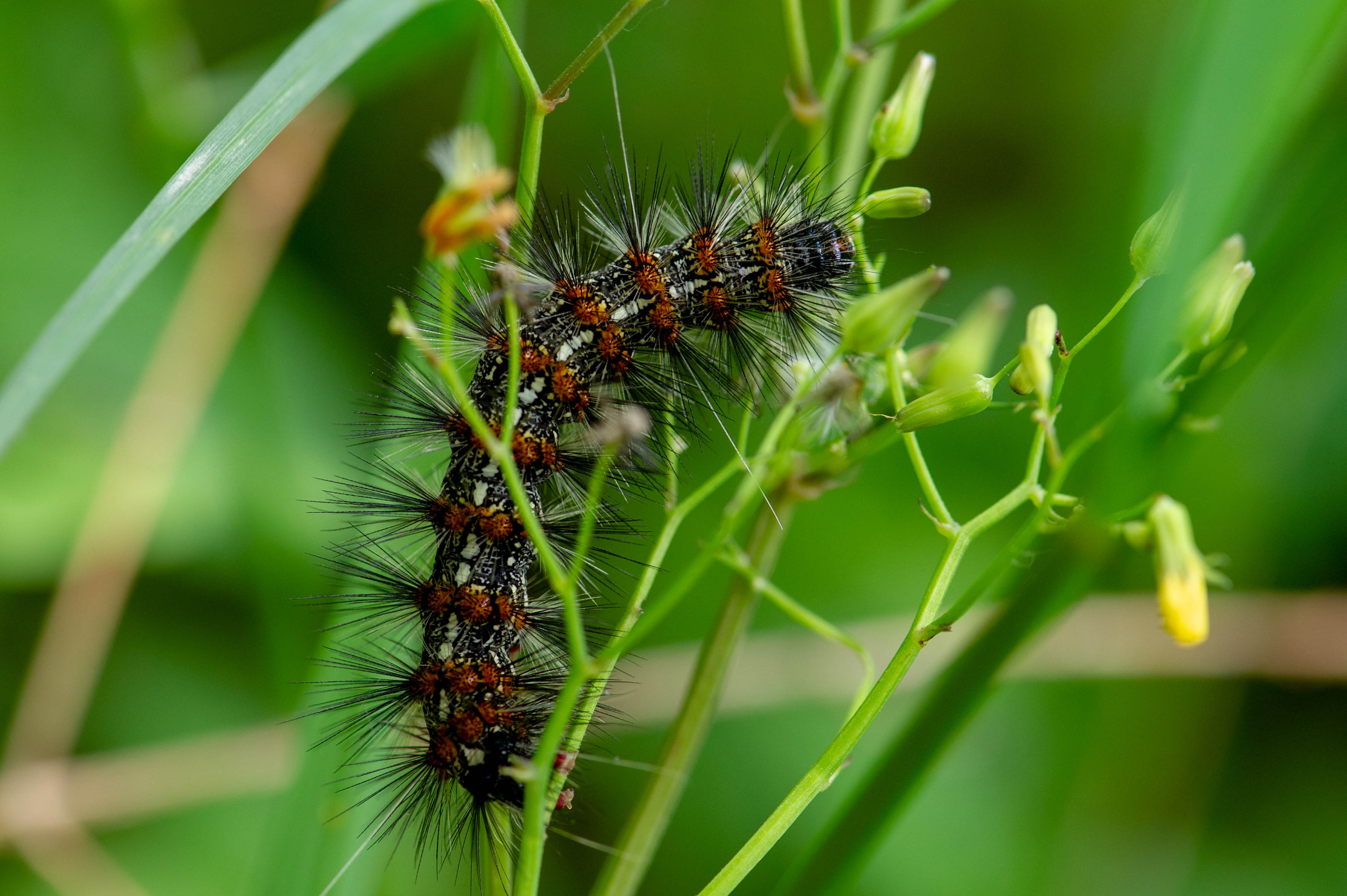 クワゴマダラヒトリの幼虫 虫の写真と生態なら昆虫写真図鑑 ムシミル