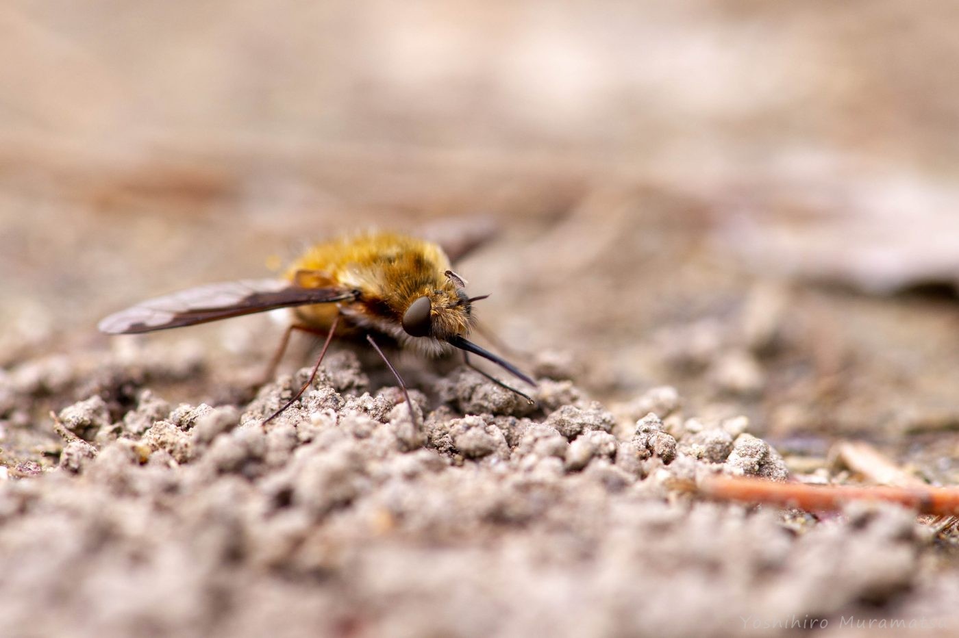 ビロウドツリアブ ビロードツリアブ 虫の写真と生態なら昆虫写真図鑑 ムシミル