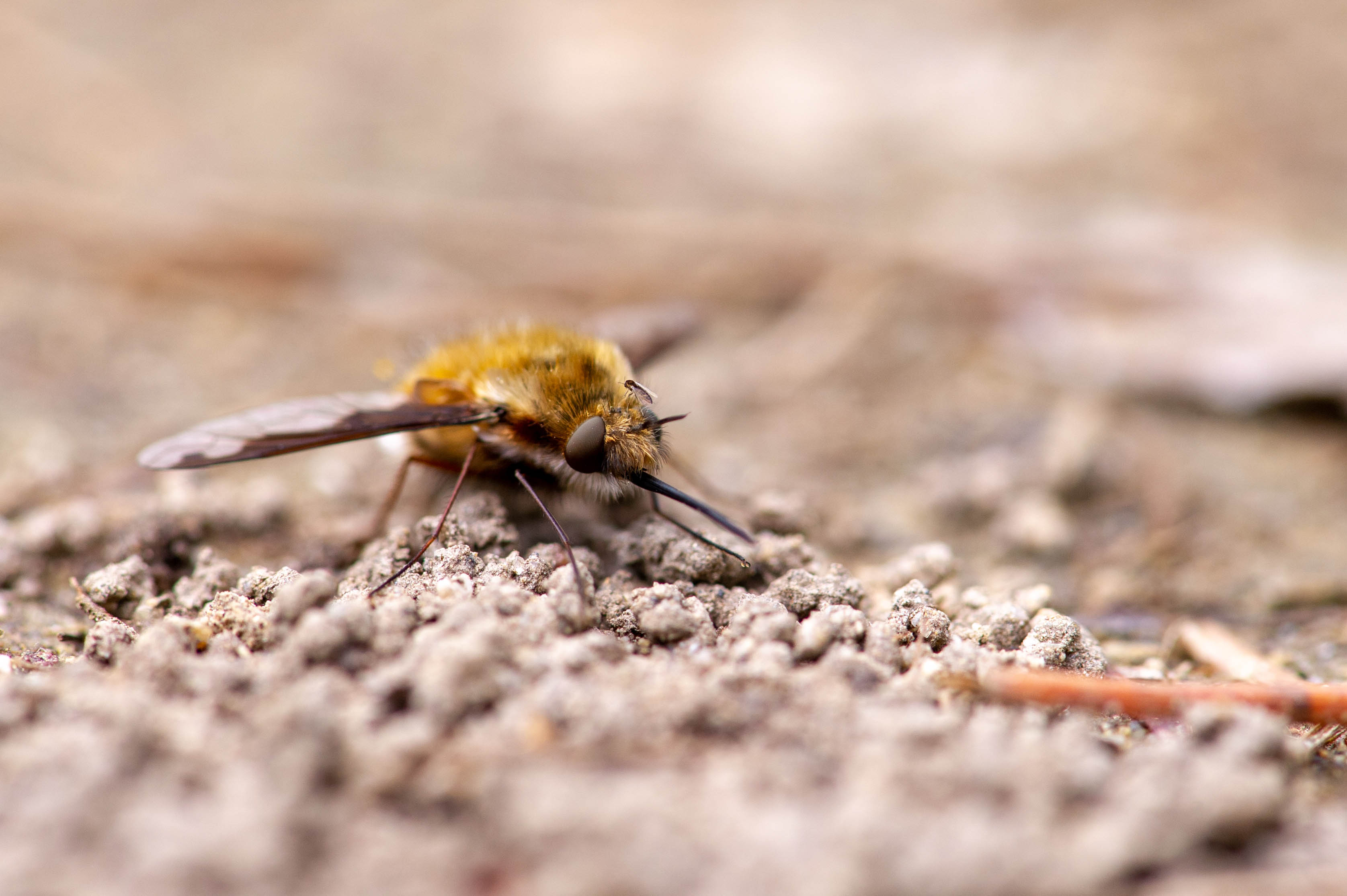 ビロウドツリアブ ビロードツリアブ 虫の写真と生態なら昆虫写真図鑑 ムシミル
