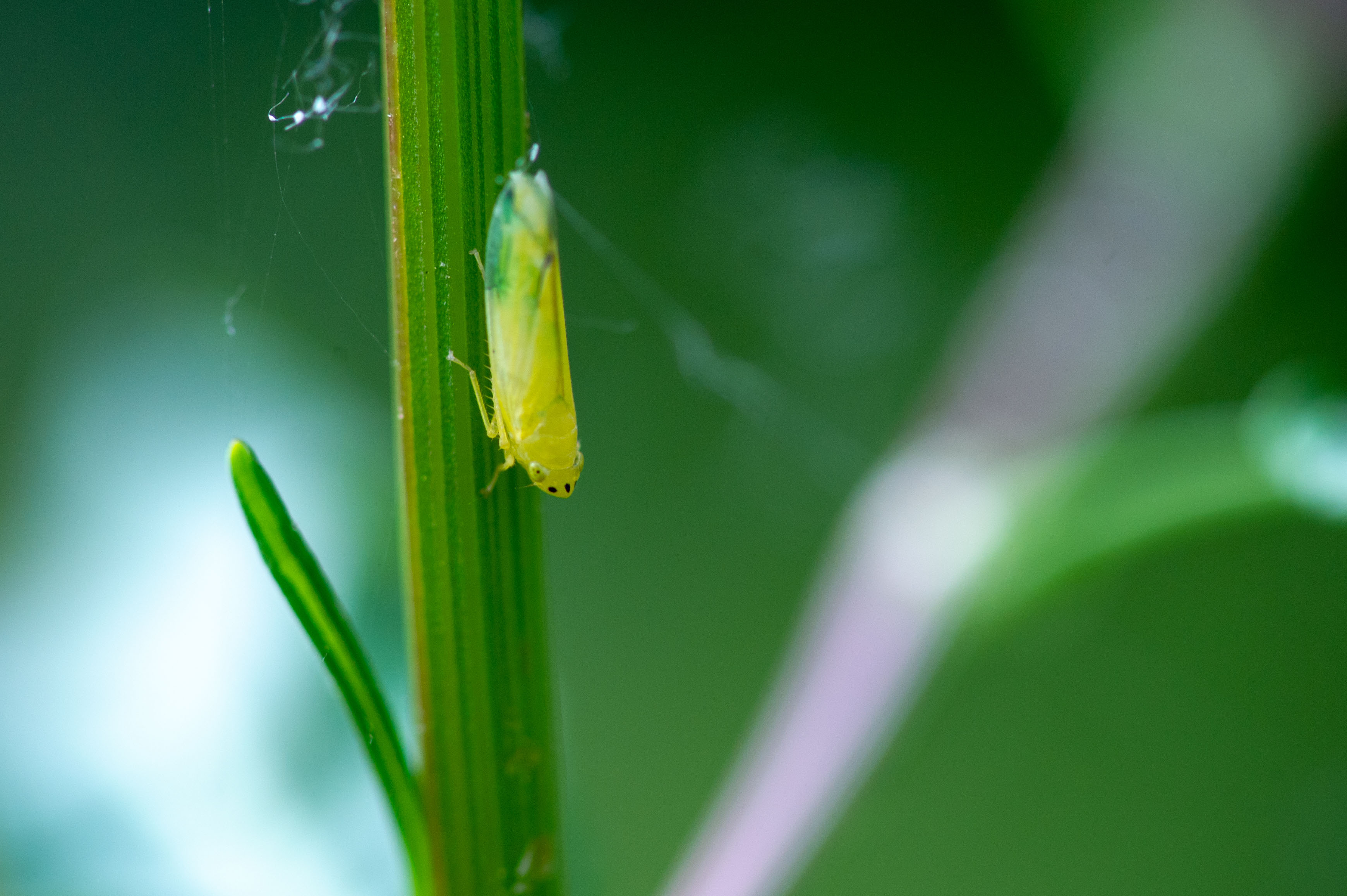 クワキヨコバイ 虫の写真と生態なら昆虫写真図鑑 ムシミル