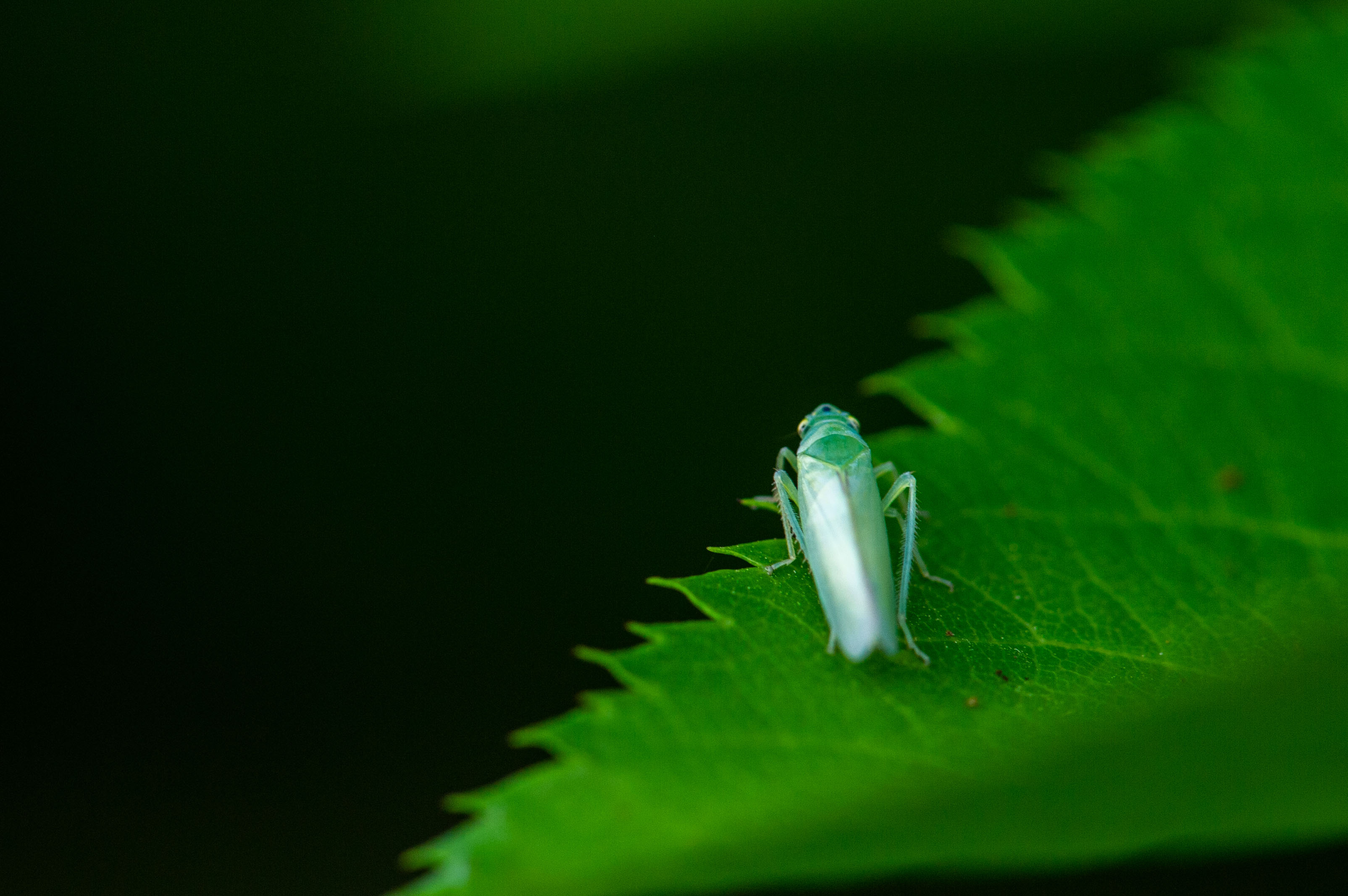 クワキヨコバイ 虫の写真と生態なら昆虫写真図鑑 ムシミル
