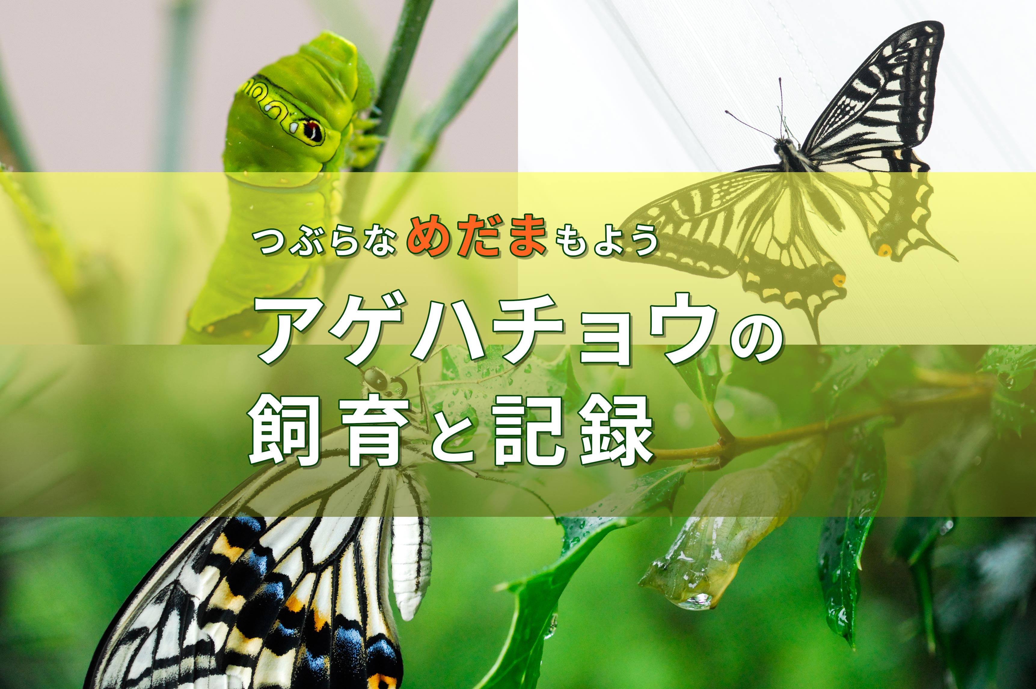 アゲハチョウの飼育記録 あの可愛い めだま模様 に会いたい 昆虫写真図鑑 ムシミル