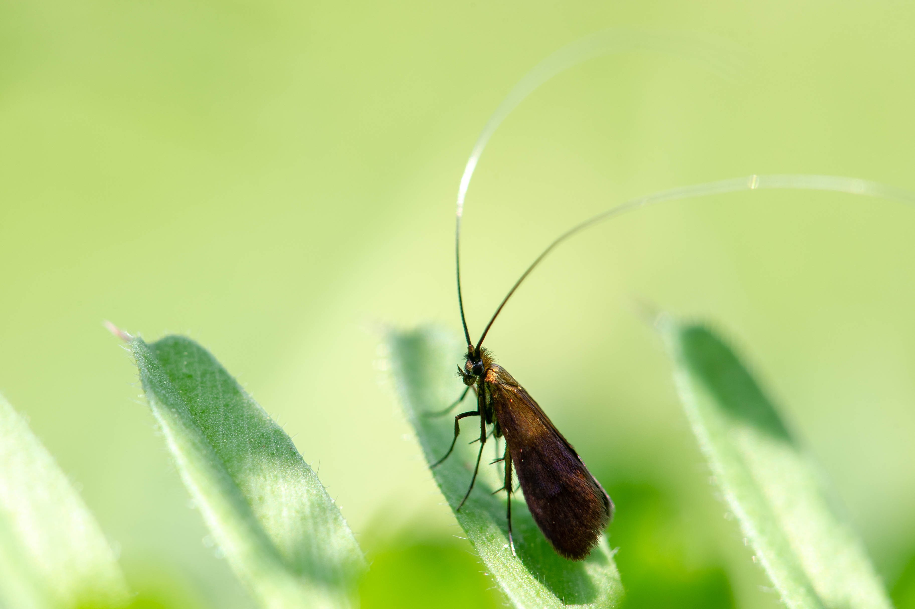 クロハネシロヒゲナガ 虫の写真と生態なら昆虫写真図鑑 ムシミル