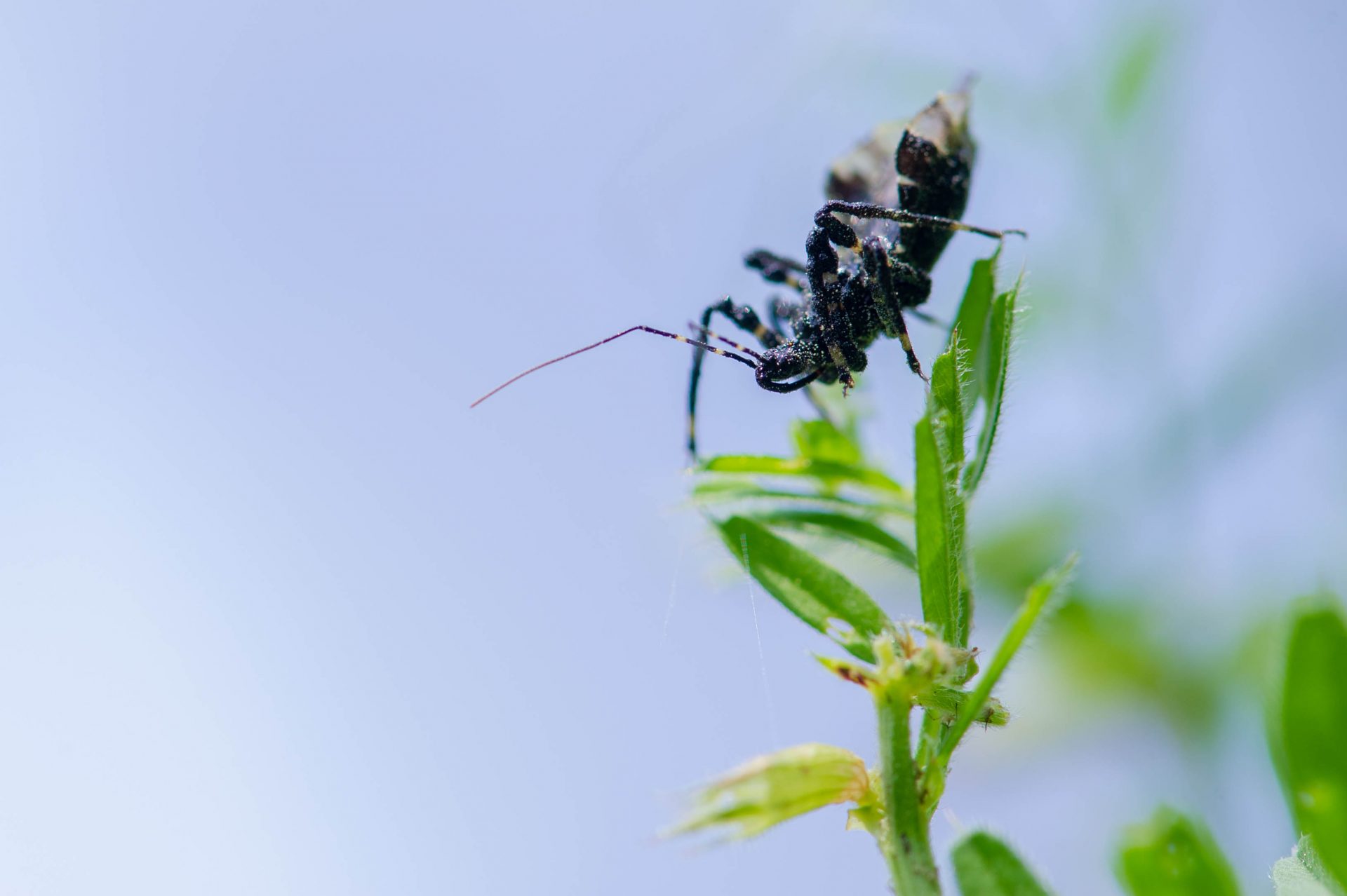 ヤニサシガメ | 虫の写真と生態なら昆虫写真図鑑「ムシミル」