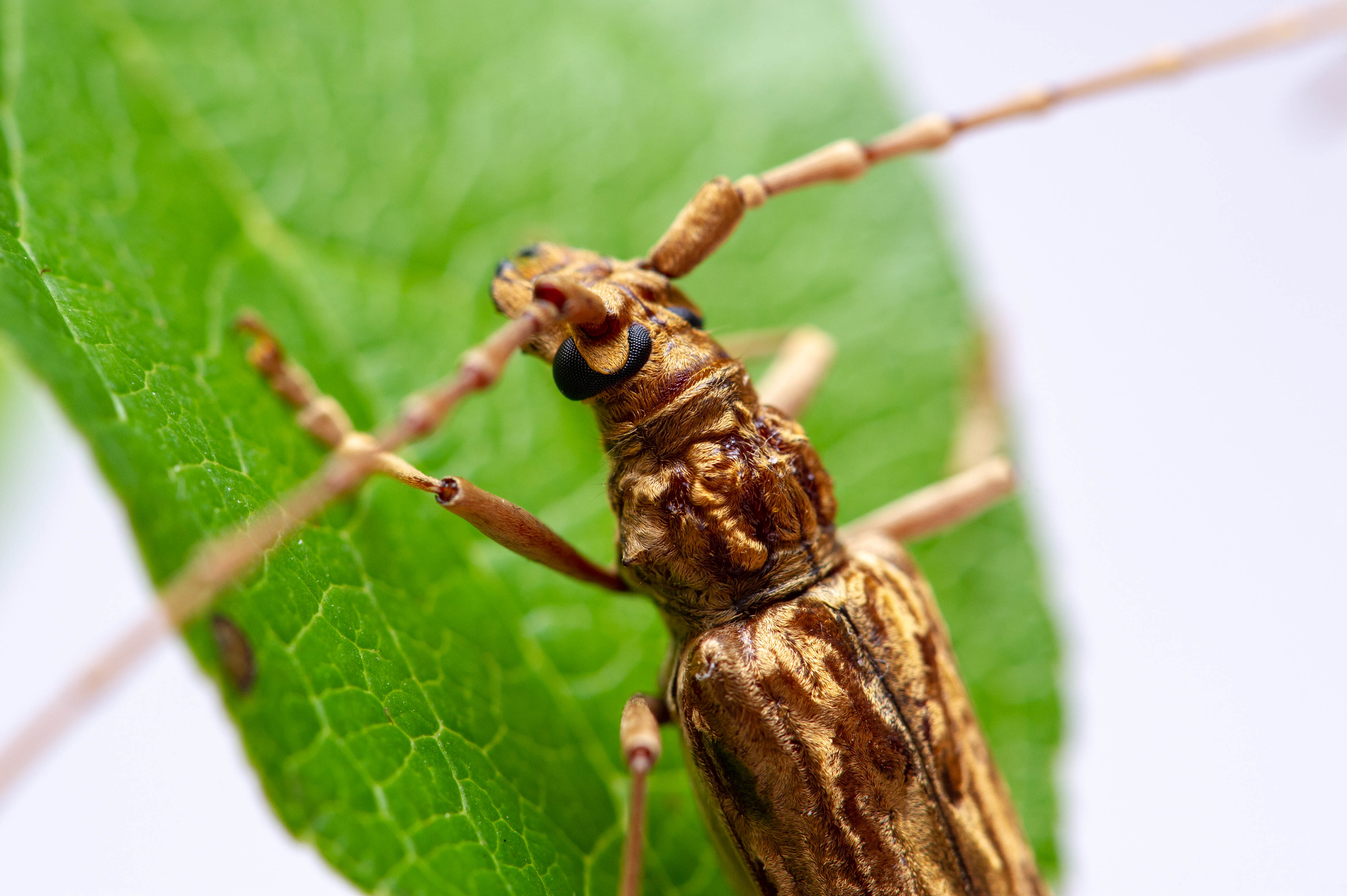 キマダラミヤマカミキリ キマダラカミキリ 虫の写真と生態なら昆虫写真図鑑 ムシミル