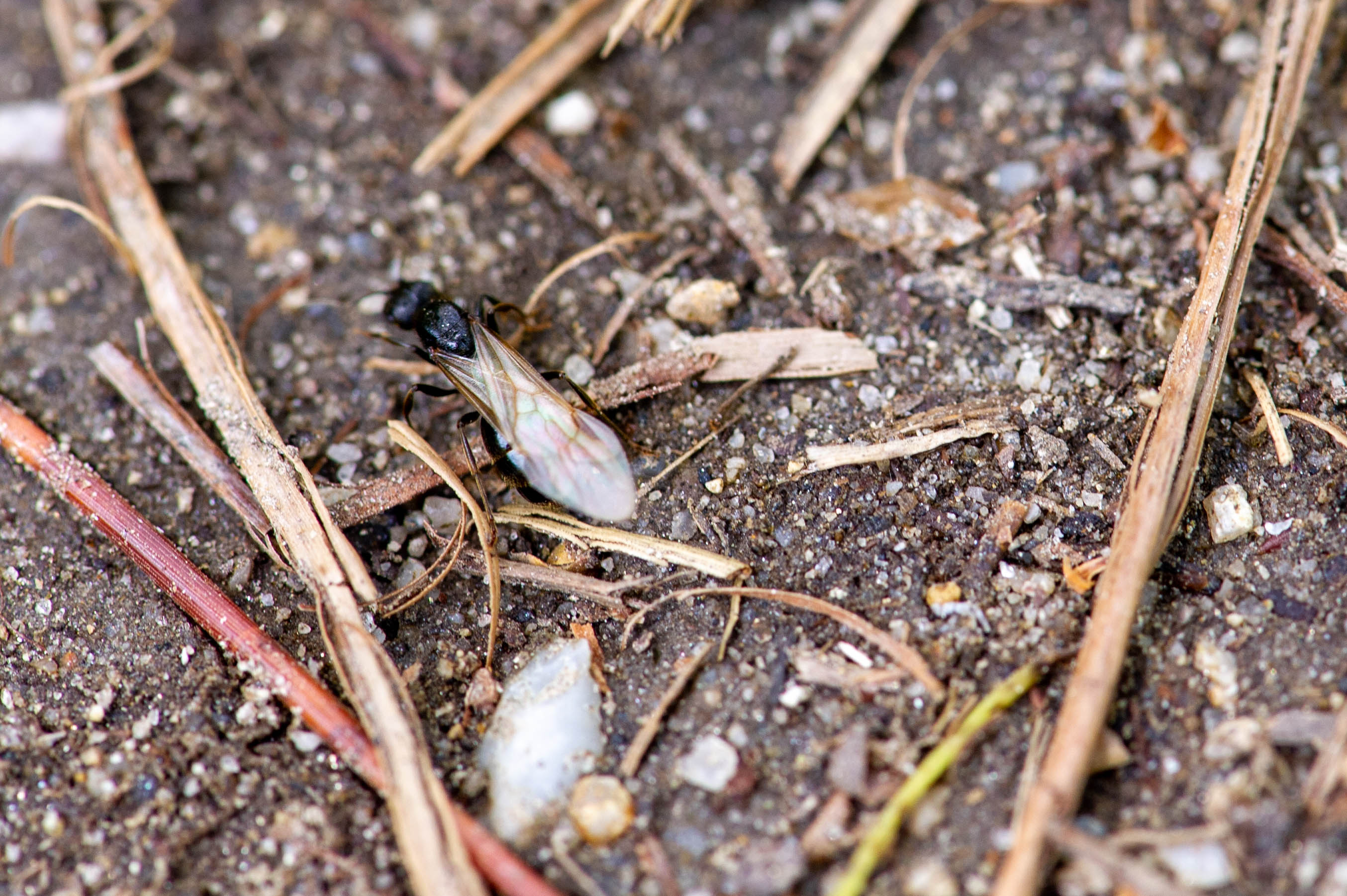 クロナガアリ 虫の写真と生態なら昆虫写真図鑑 ムシミル