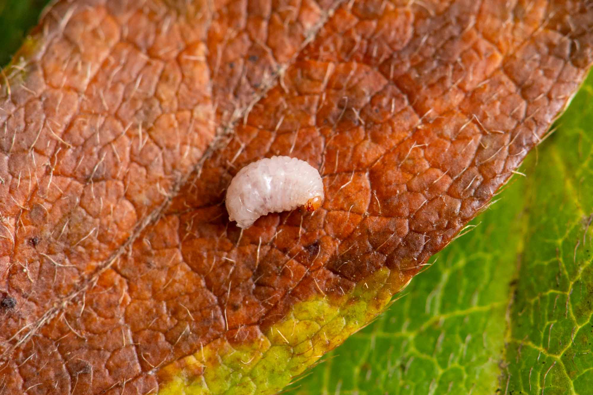 ツツジトゲムネサルゾウムシの写真