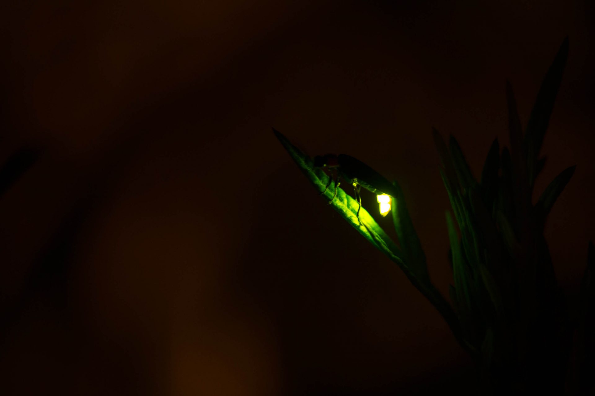 夏の夜に驚くほど光る昆虫、ホタルの秘密