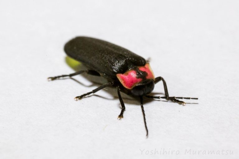 ゲンジボタルの生態や光る秘密は！？ 虫の写真と生態なら昆虫写真図鑑「ムシミル」