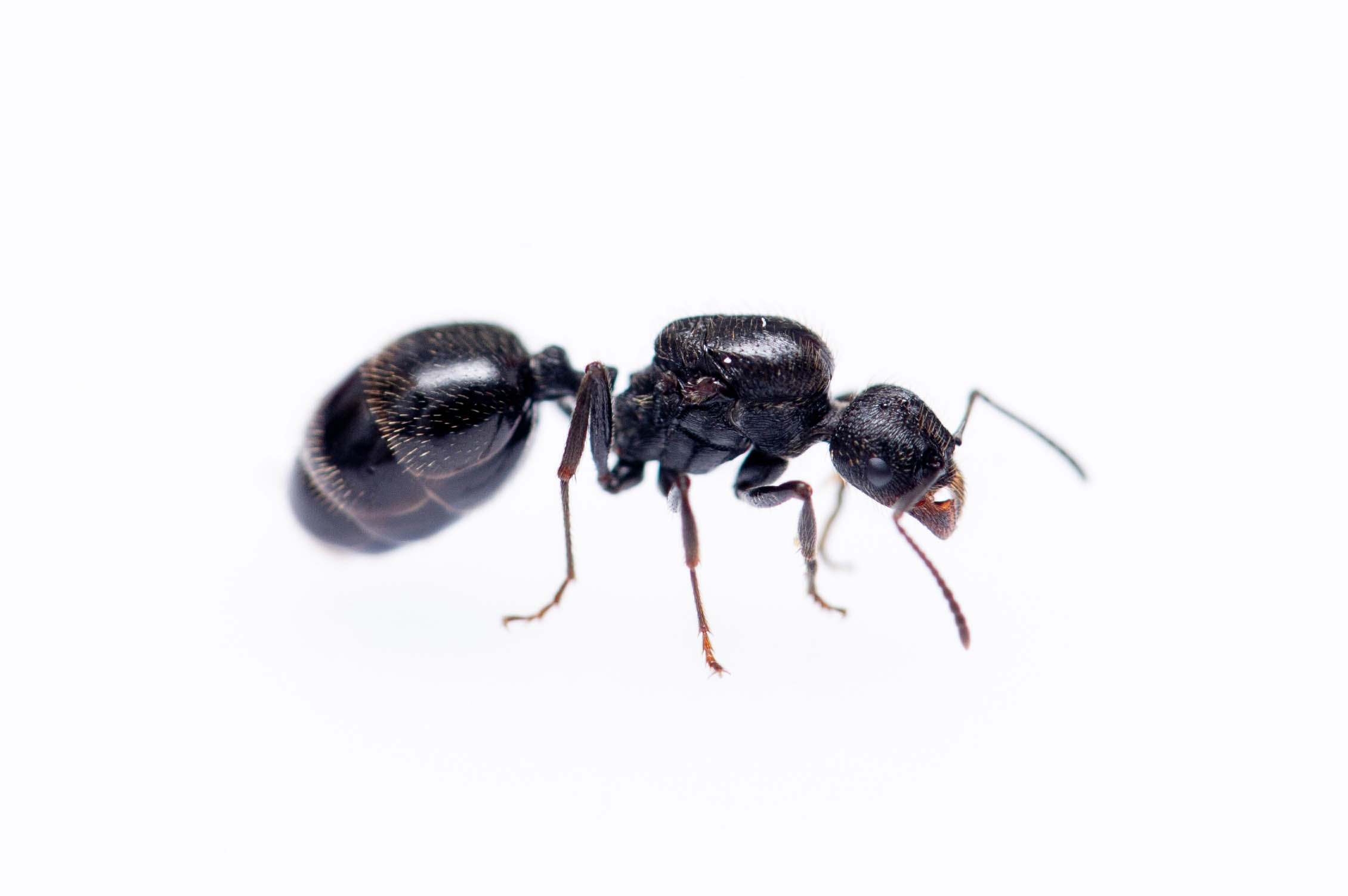 アリ科まとめ 蟻の図鑑 昆虫写真図鑑 ムシミル