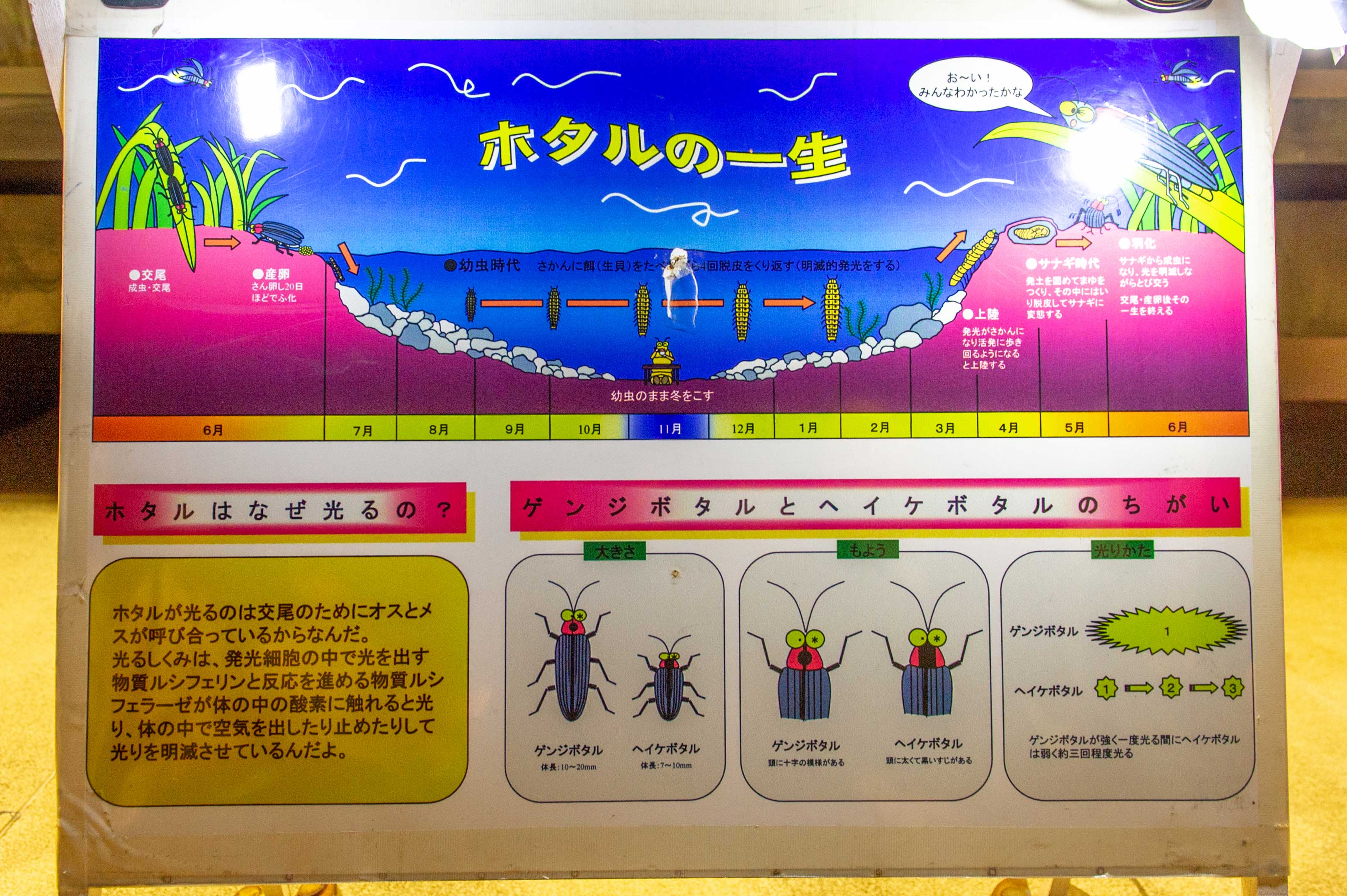 ホタルの一生