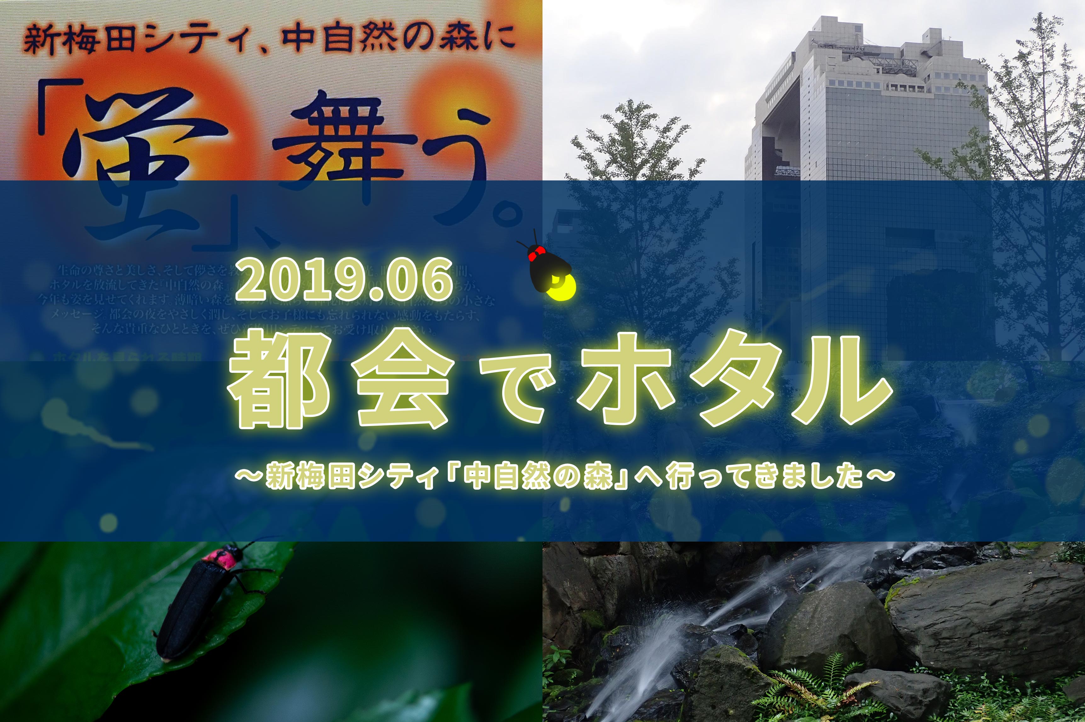 ホタル　新梅田シティ「中自然の森」