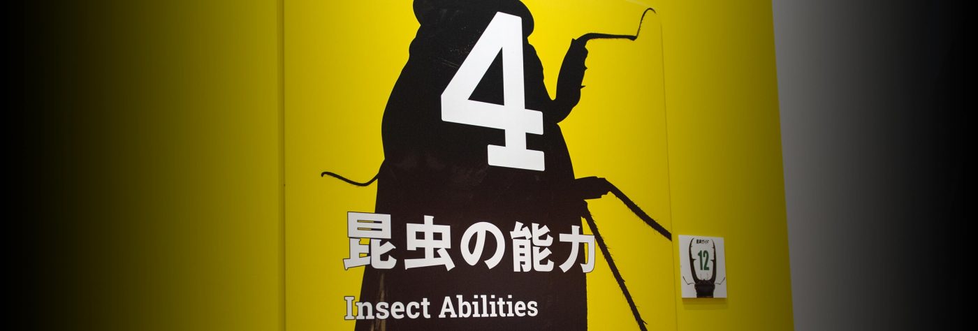 特別展昆虫 初日　昆虫の能力