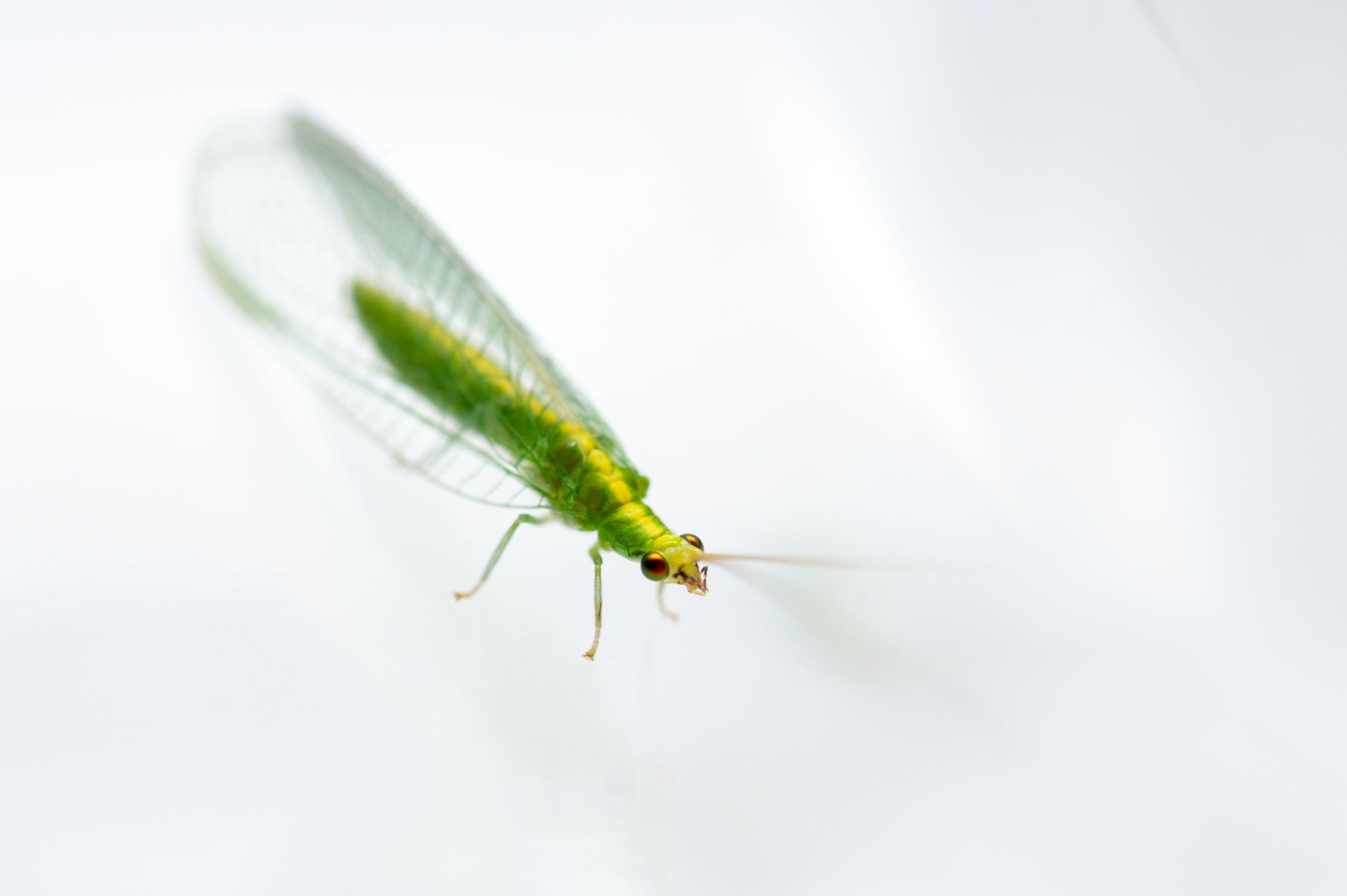 カオマダラクサカゲロウ 虫の写真と生態なら昆虫写真図鑑 ムシミル