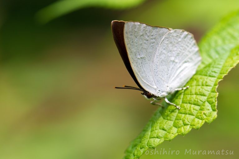 蝶 チョウ ちょうちょ 虫の写真と生態なら昆虫写真図鑑 ムシミル