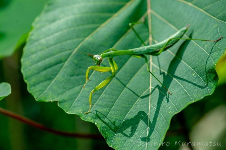 カマキリ特集！種類の紹介や飼育の時のポイントや餌、天敵の話まで | 昆虫写真図鑑 ムシミル