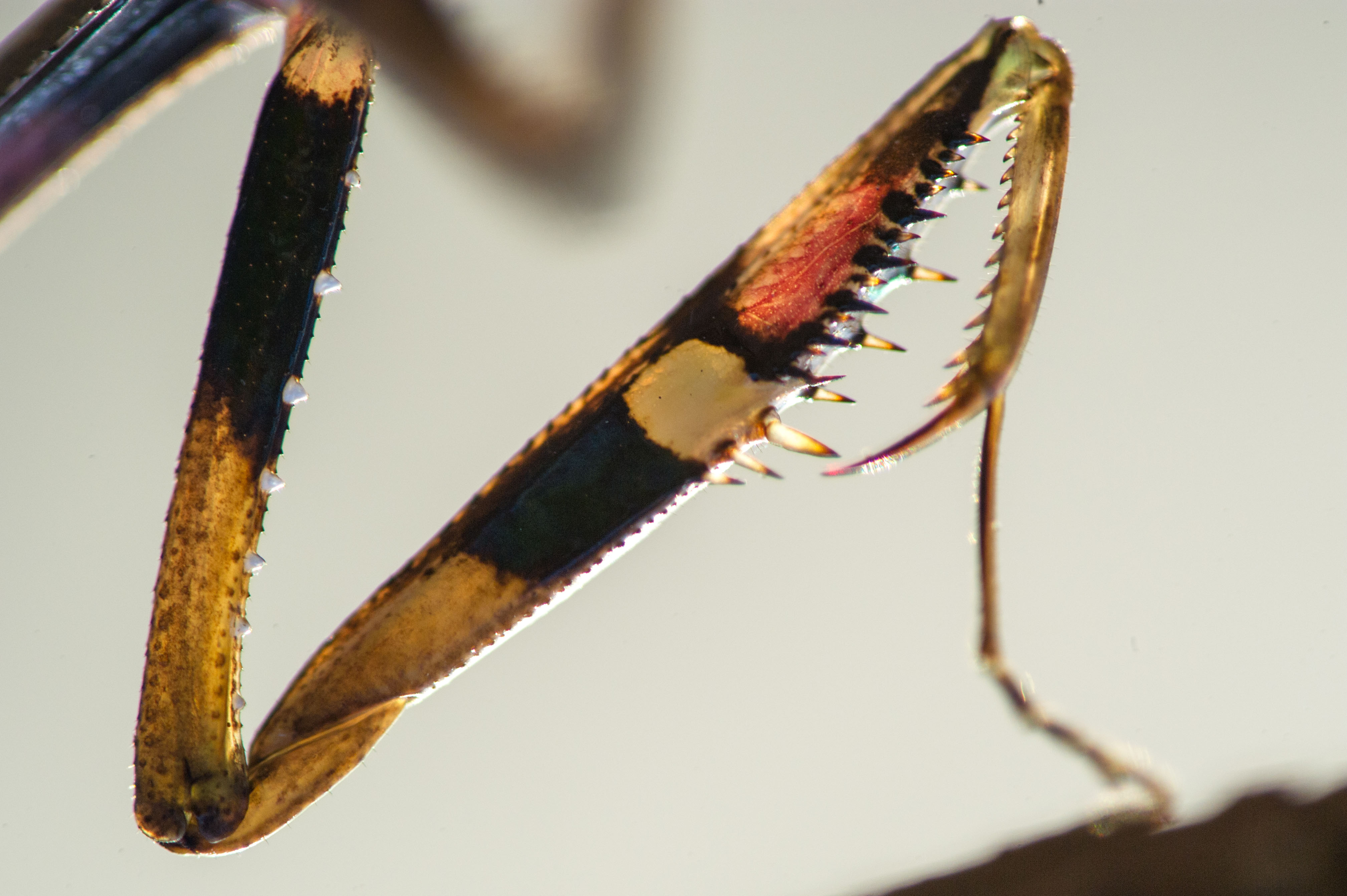 コカマキリの生態や見分け方 緑色の個体も 虫の写真と生態なら昆虫写真図鑑 ムシミル