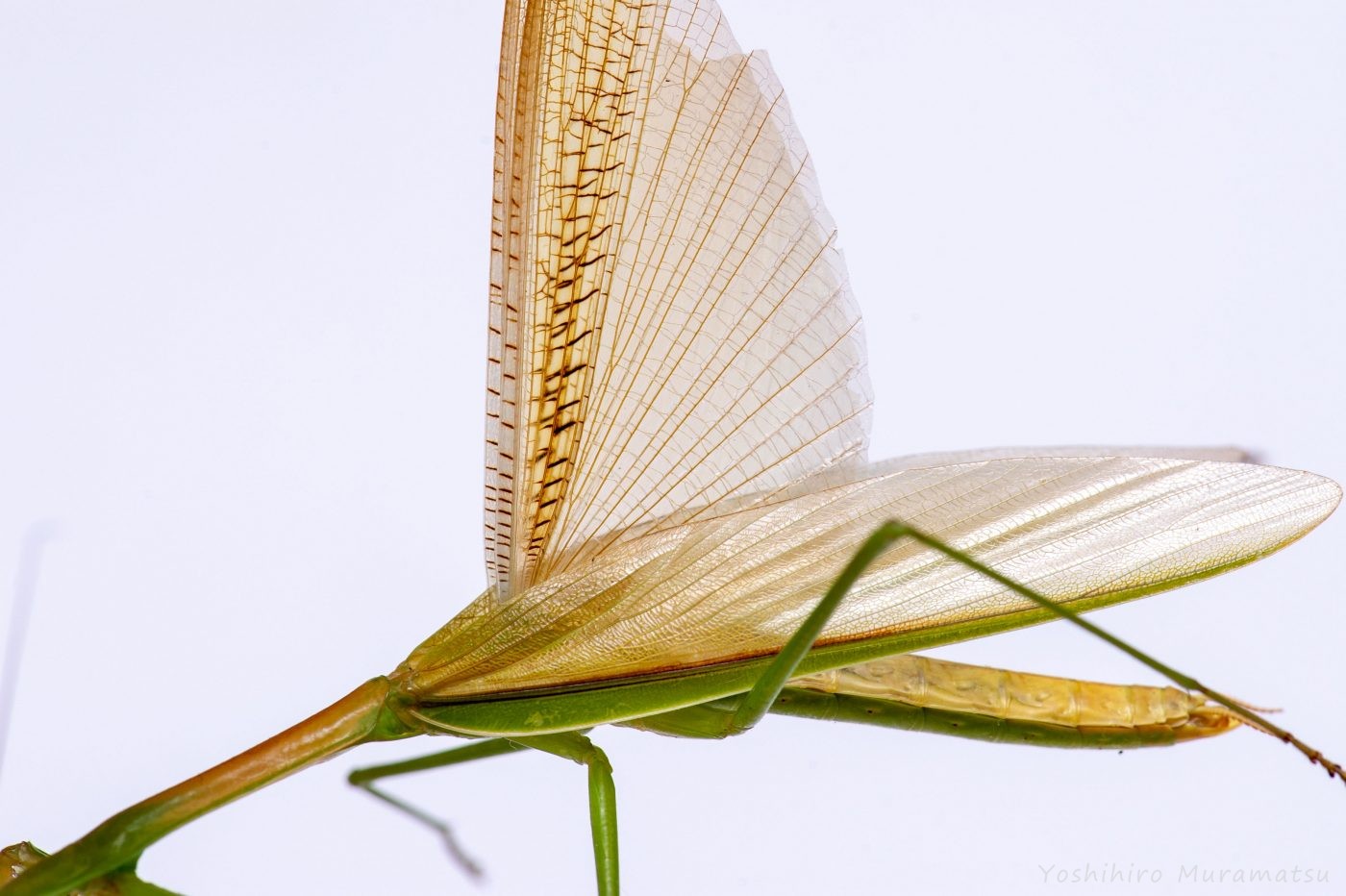 オオカマキリの生態や見分け方 虫の写真と生態なら昆虫写真図鑑 ムシミル