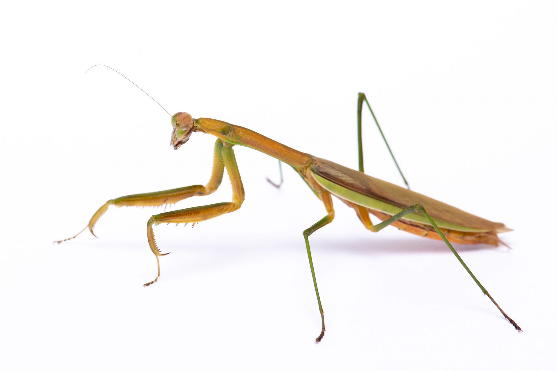 かまきり種類 | カマキリの種類の見分け方 _ カマキリの種類 – ITOC