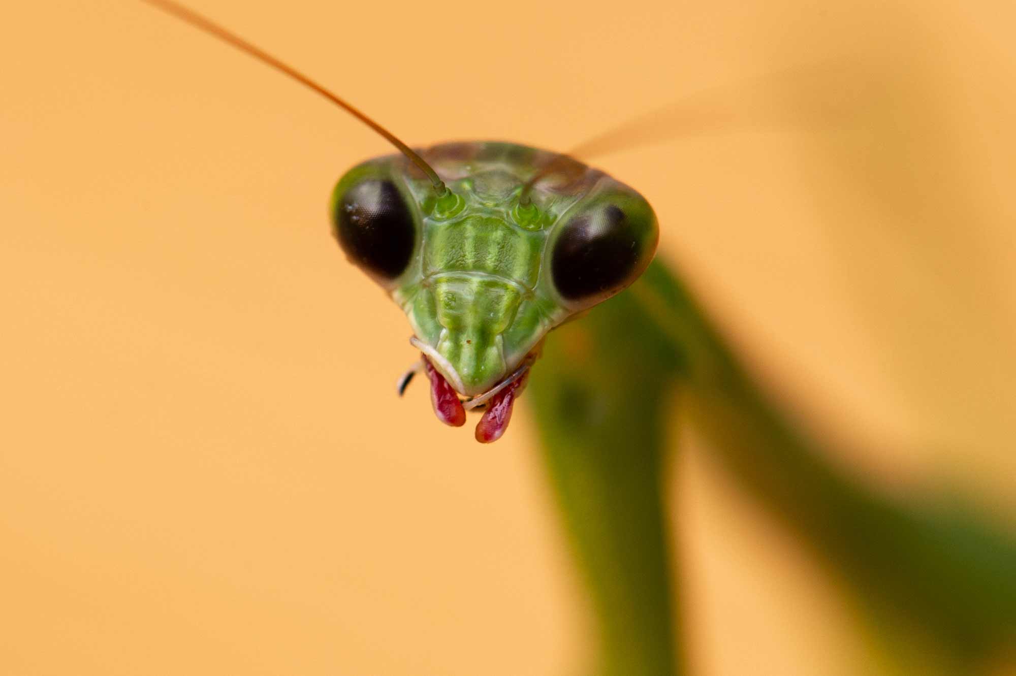 オオカマキリの写真