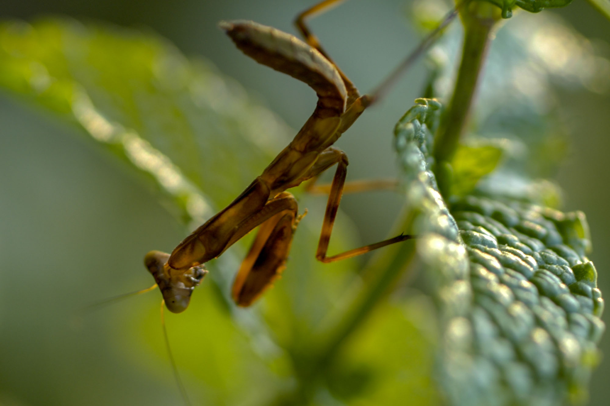コカマキリの生態や見分け方 緑色の個体も 虫の写真と生態なら昆虫写真図鑑 ムシミル