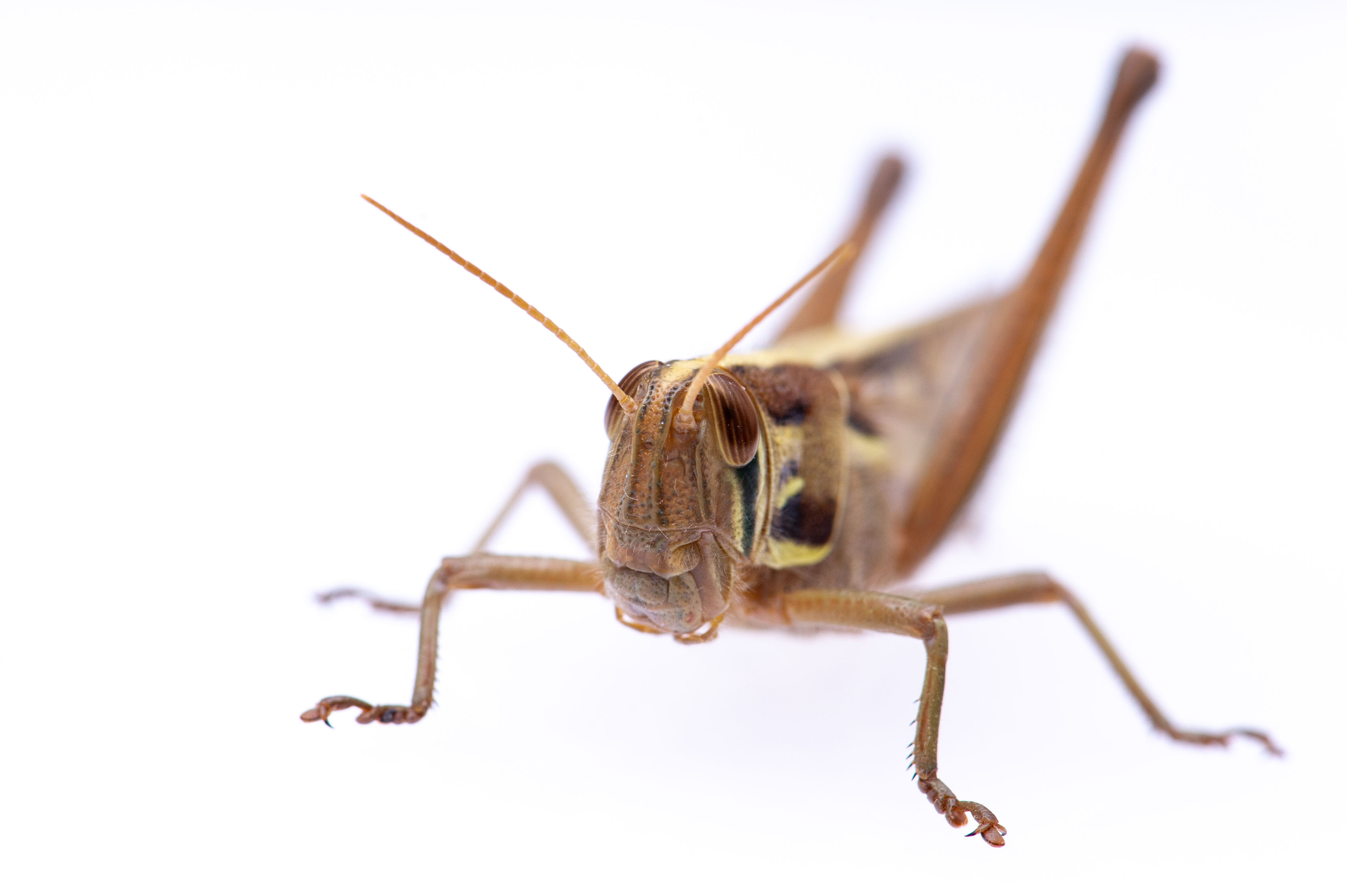 ツチイナゴ 虫の写真と生態なら昆虫写真図鑑 ムシミル