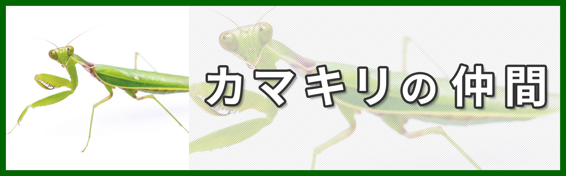 カマキリの仲間バナー