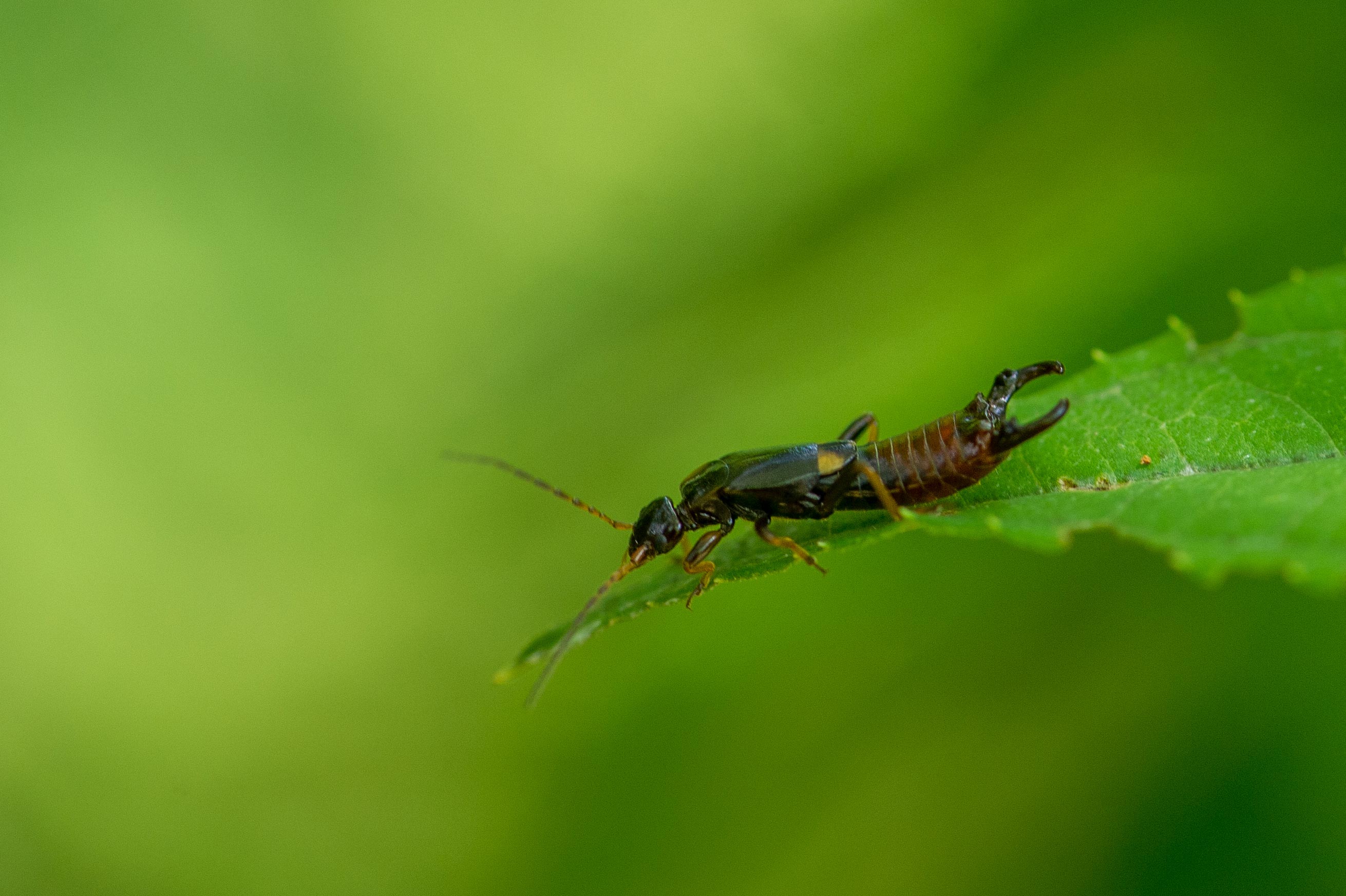 コブハサミムシ 虫の写真と生態なら昆虫写真図鑑 ムシミル