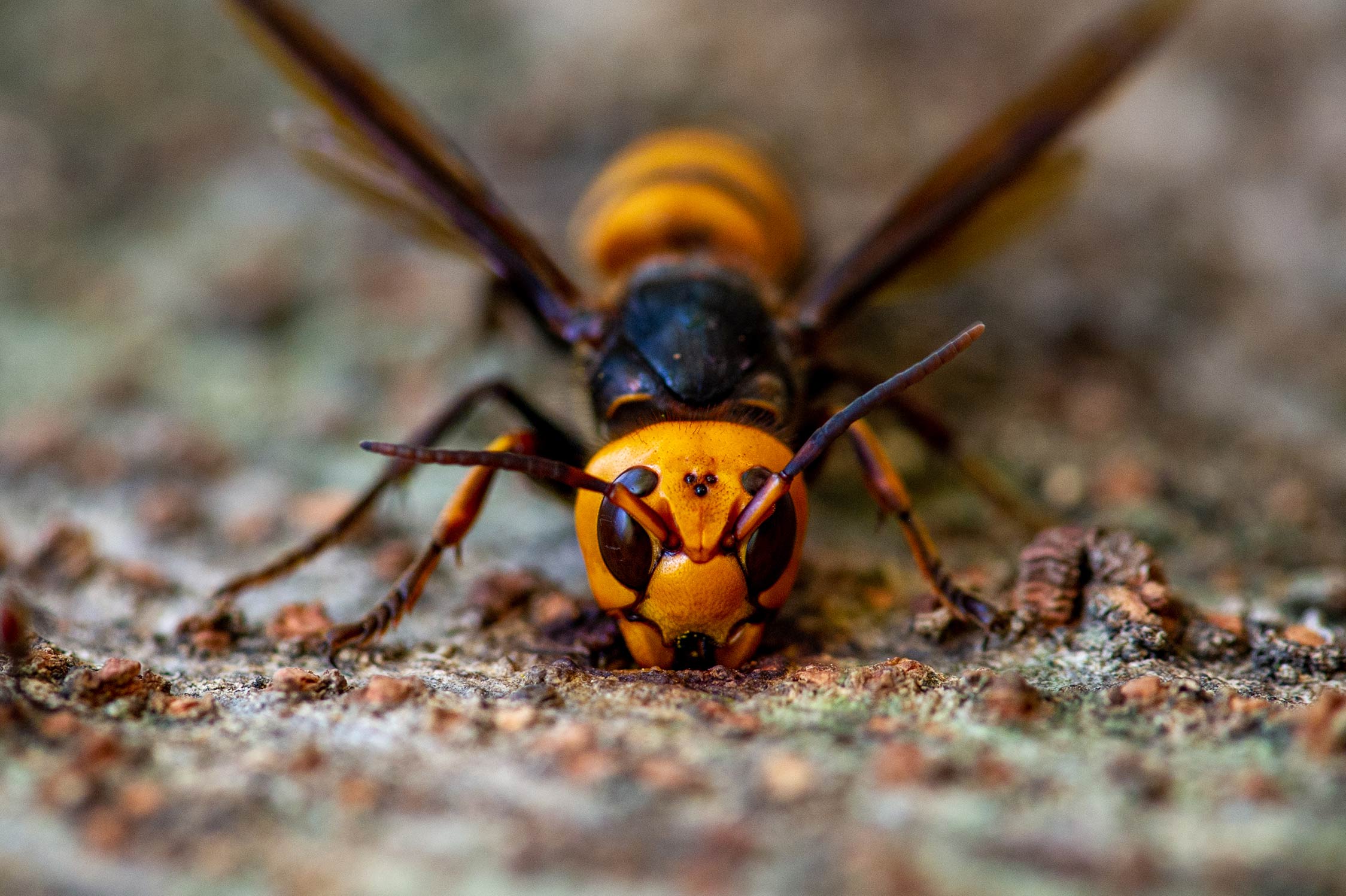 眼斑华蚁蜂 Wallacidia oculata – IISDW