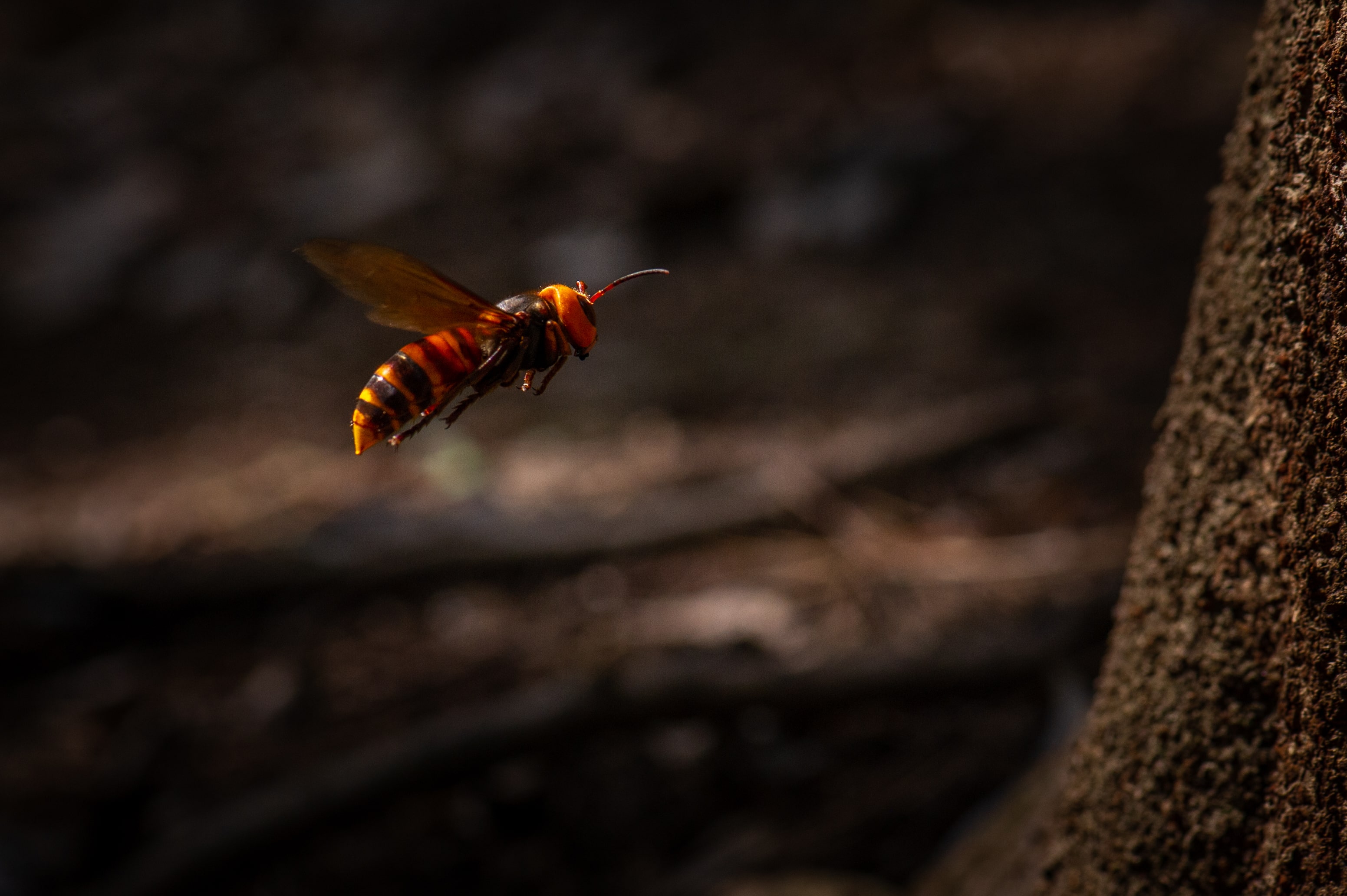 オオスズメバチ 虫の写真と生態なら昆虫写真図鑑 ムシミル