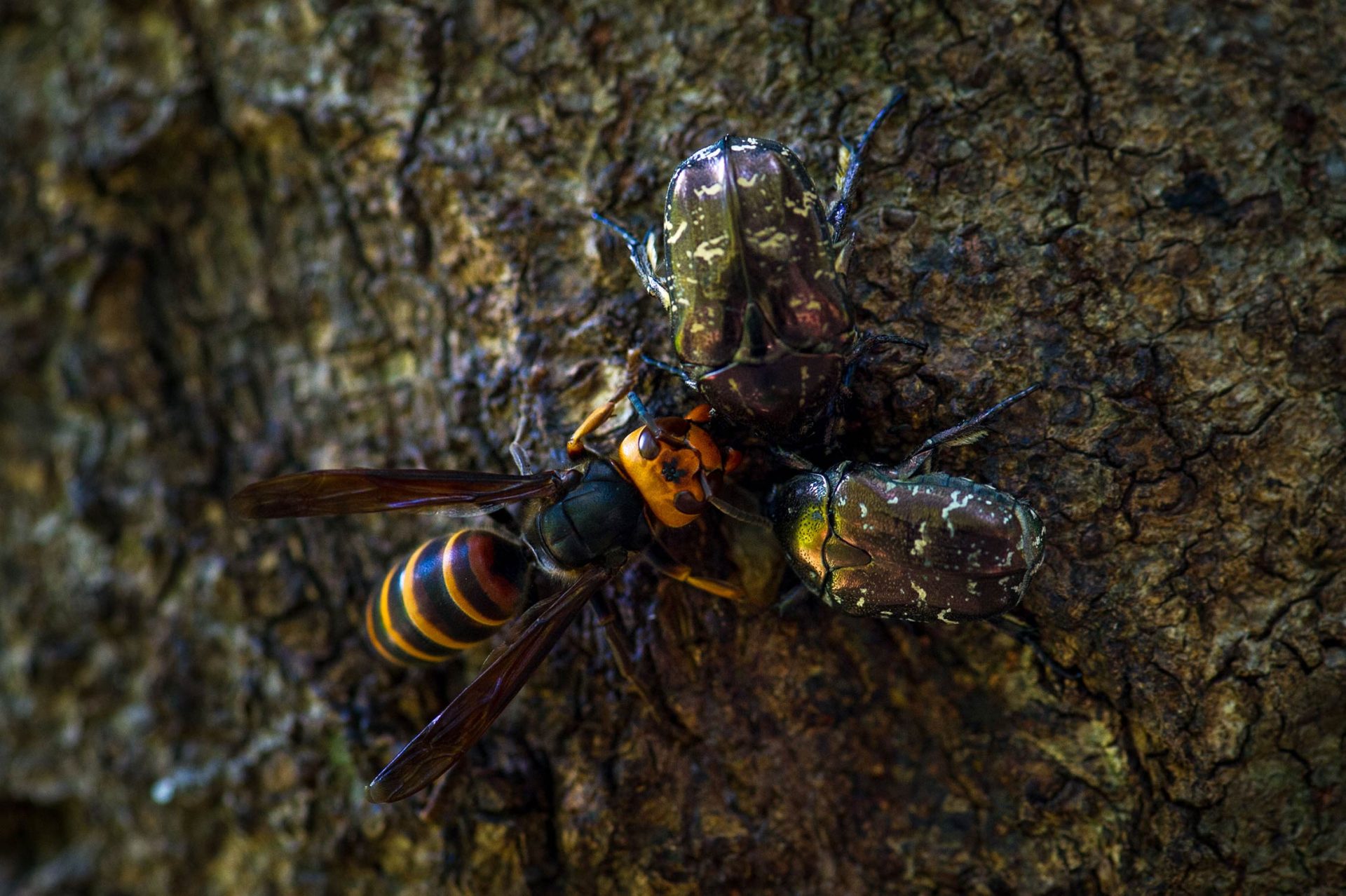 コガタスズメバチの写真