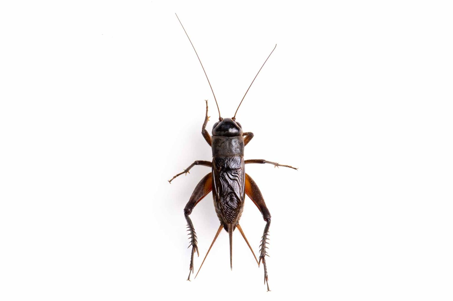 エンマコオロギの特徴や成長まで紹介! | 虫の写真と生態なら昆虫写真図鑑「ムシミル」
