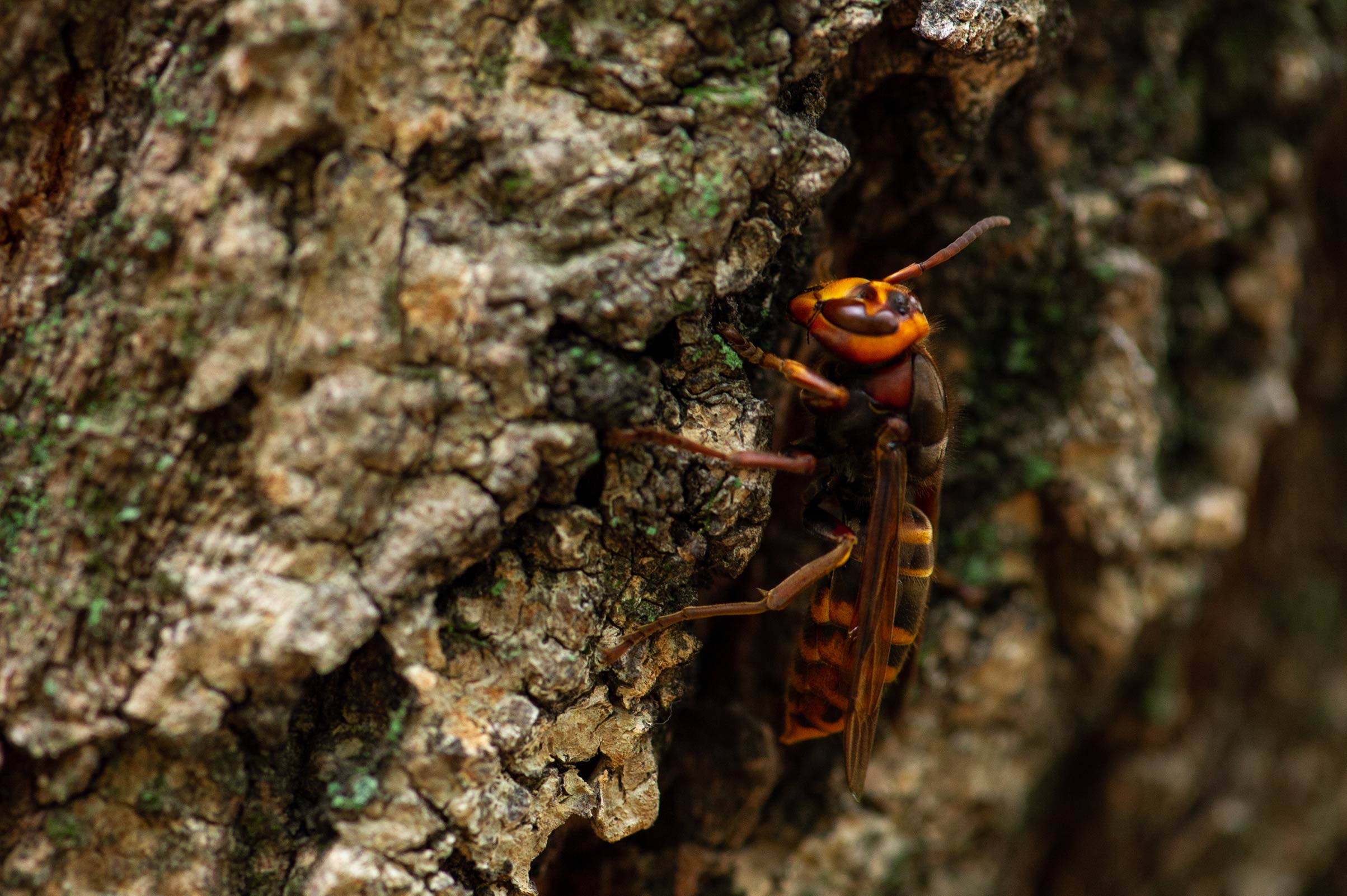 モンスズメバチ 虫の写真と生態なら昆虫写真図鑑 ムシミル