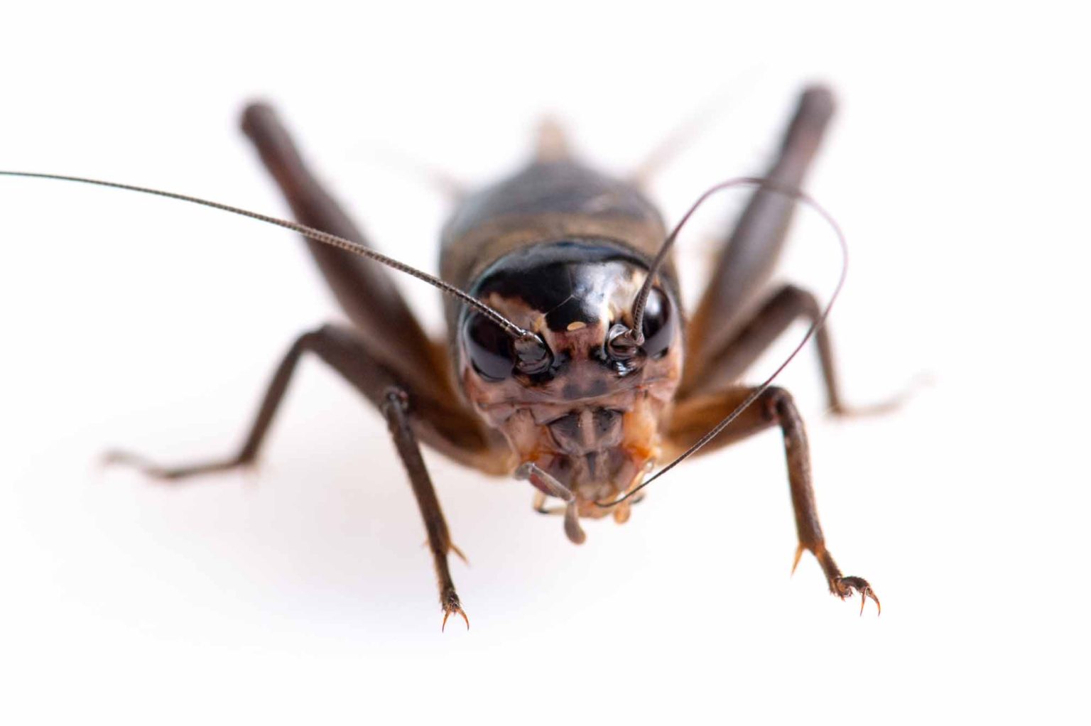 エンマコオロギの特徴や成長まで紹介! | 虫の写真と生態なら昆虫写真図鑑「ムシミル」
