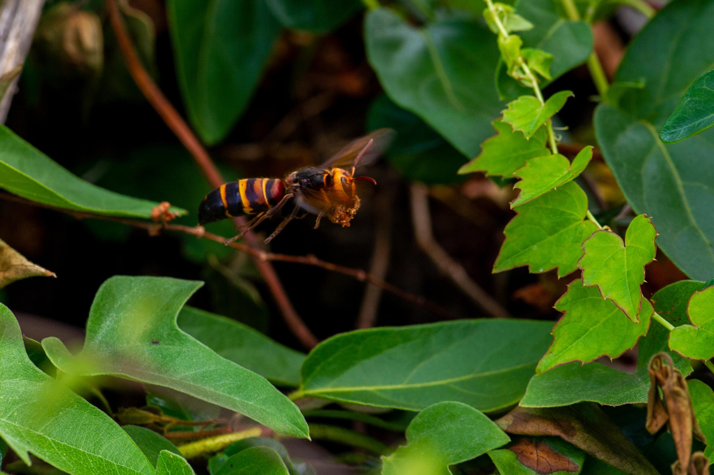 ヒメスズメバチの写真